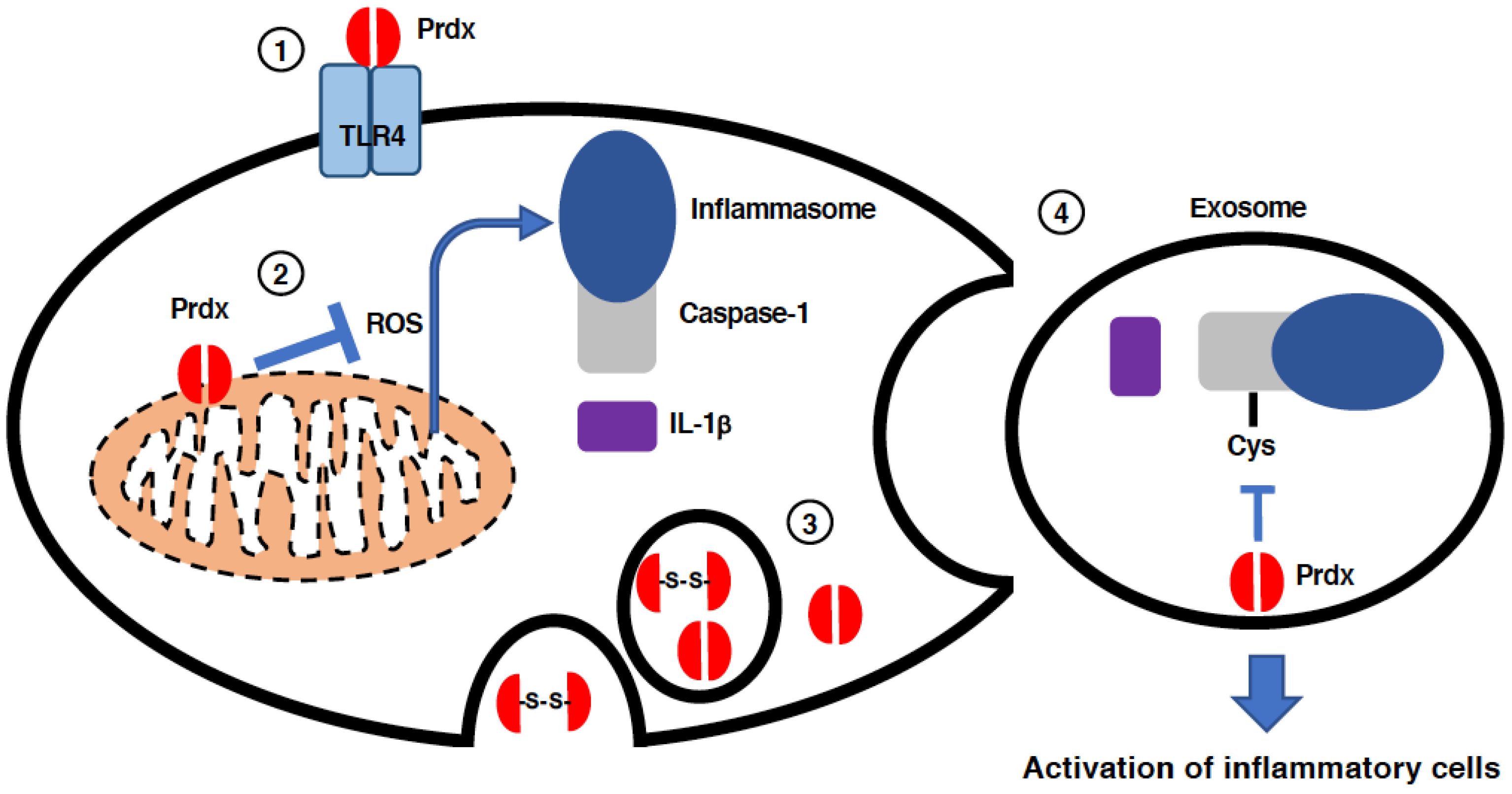 Antioxidants 11 00126 g006
