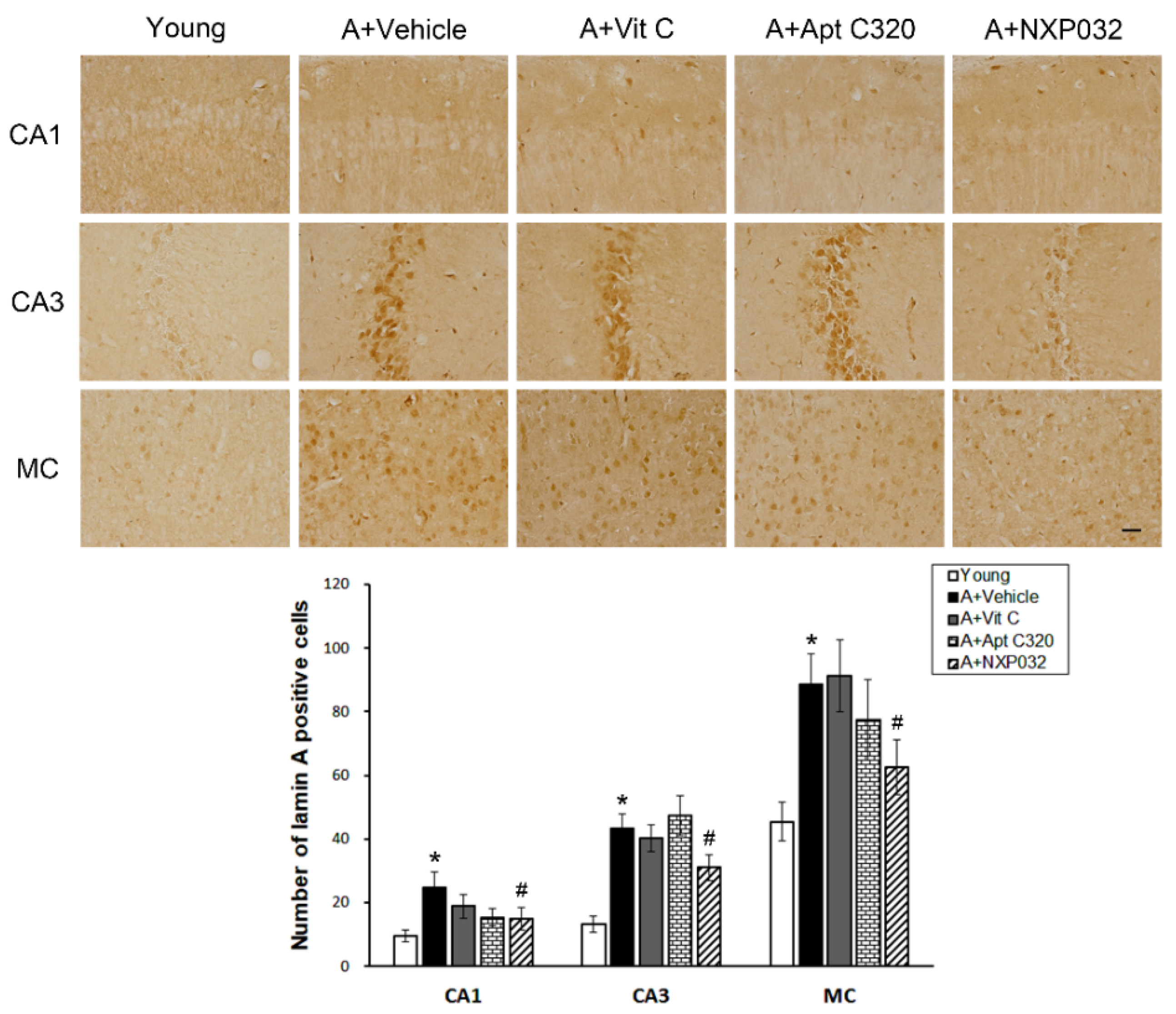 Antioxidants 11 00130 g004