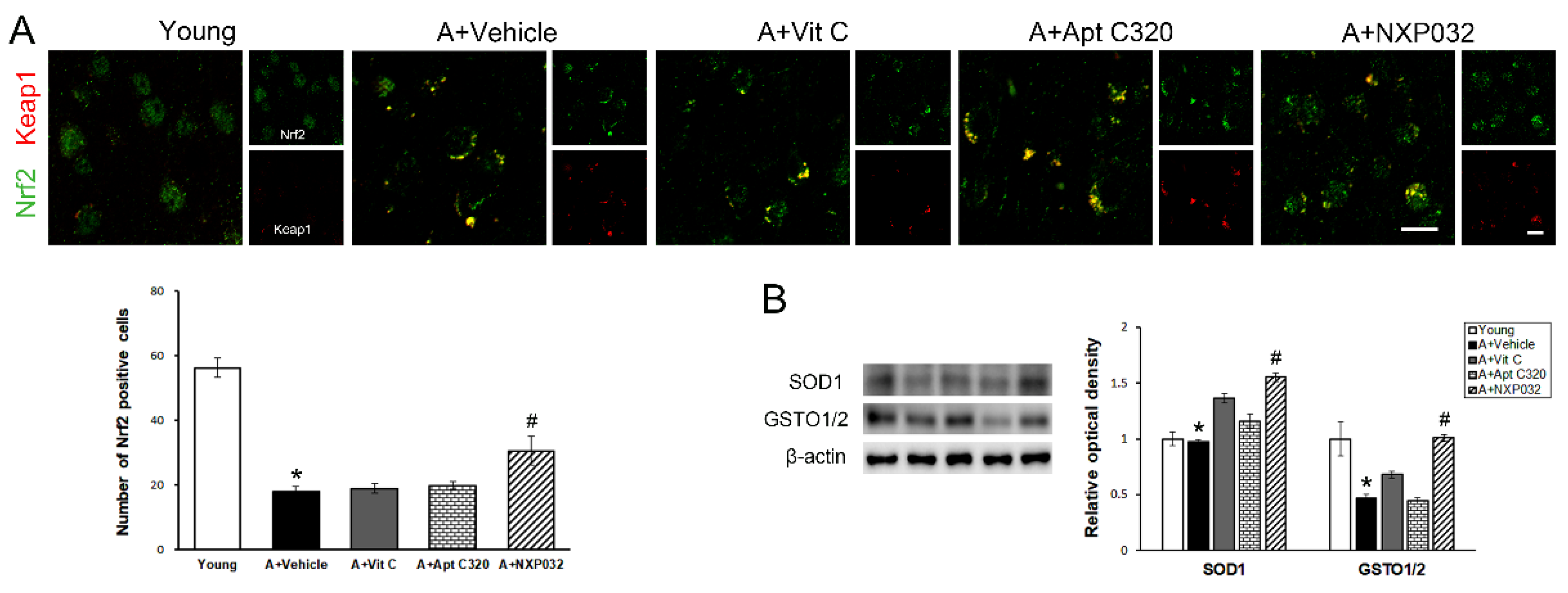 Antioxidants 11 00130 g007