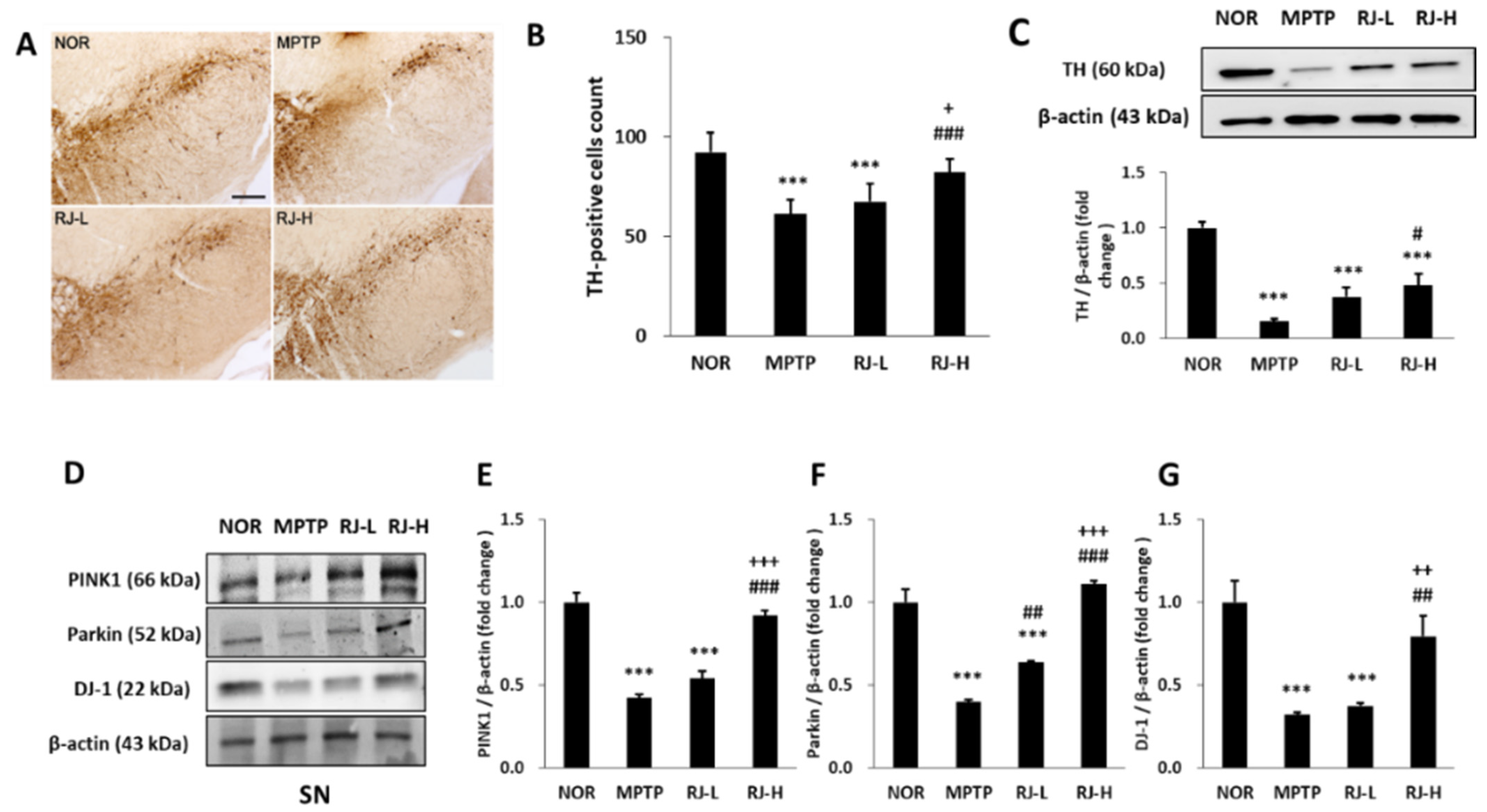Antioxidants 11 00141 g005