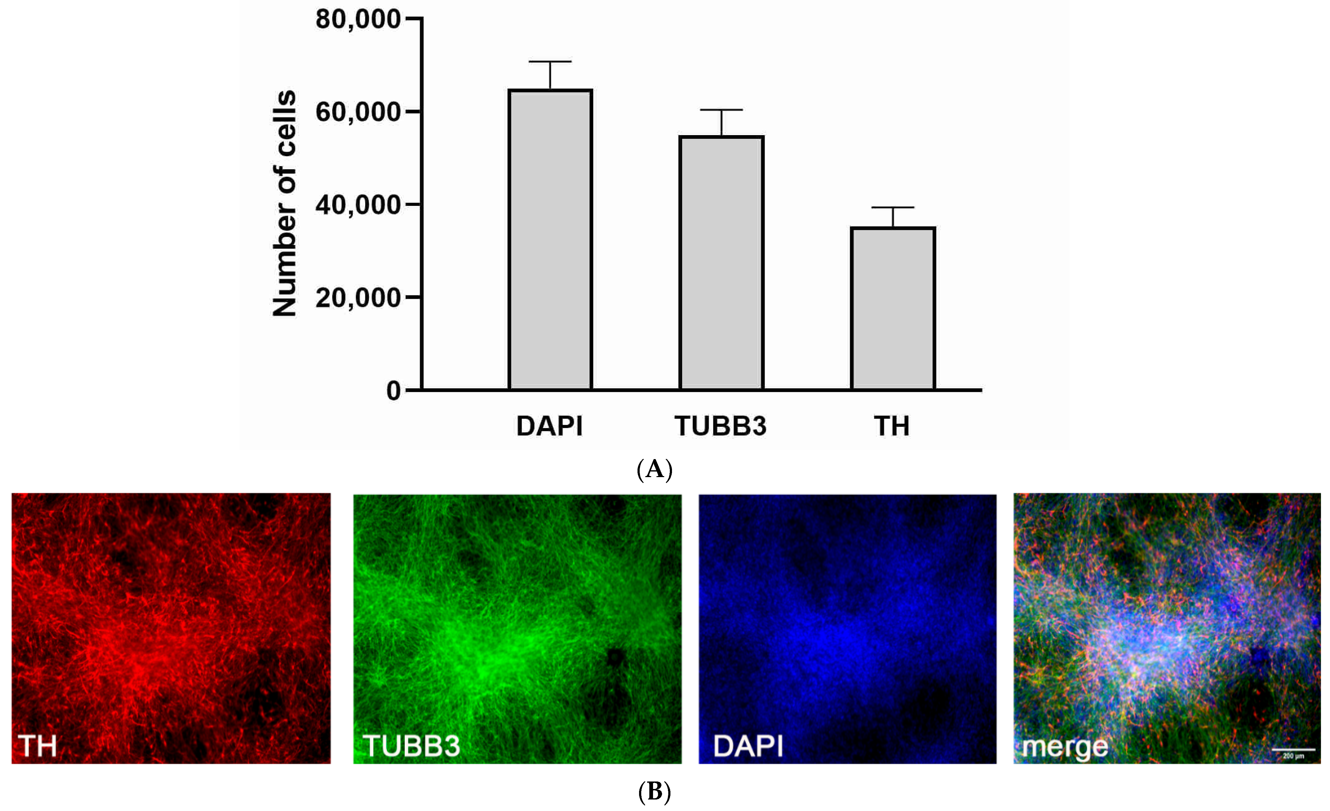 Antioxidants 11 00142 g001