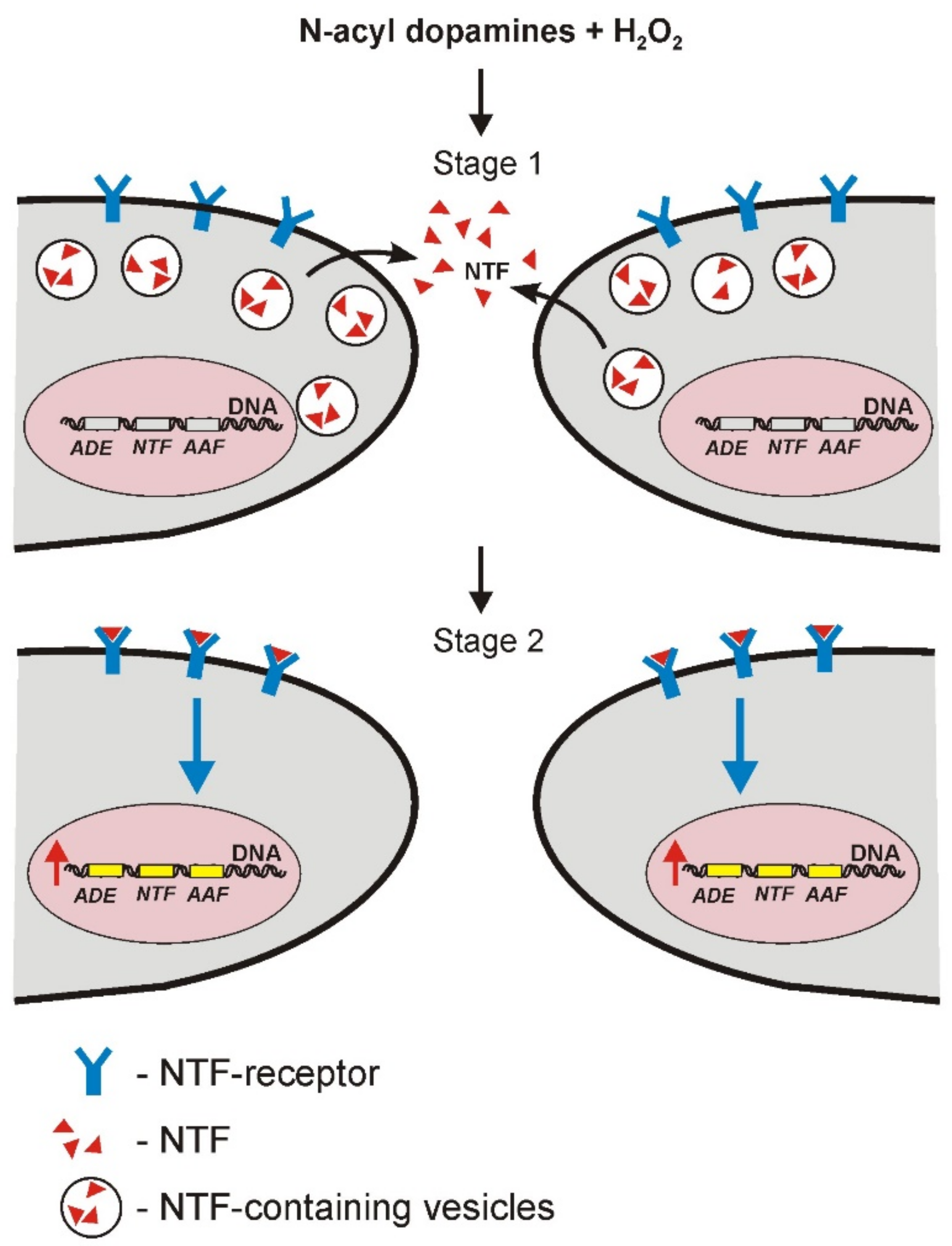 Antioxidants 11 00142 g007