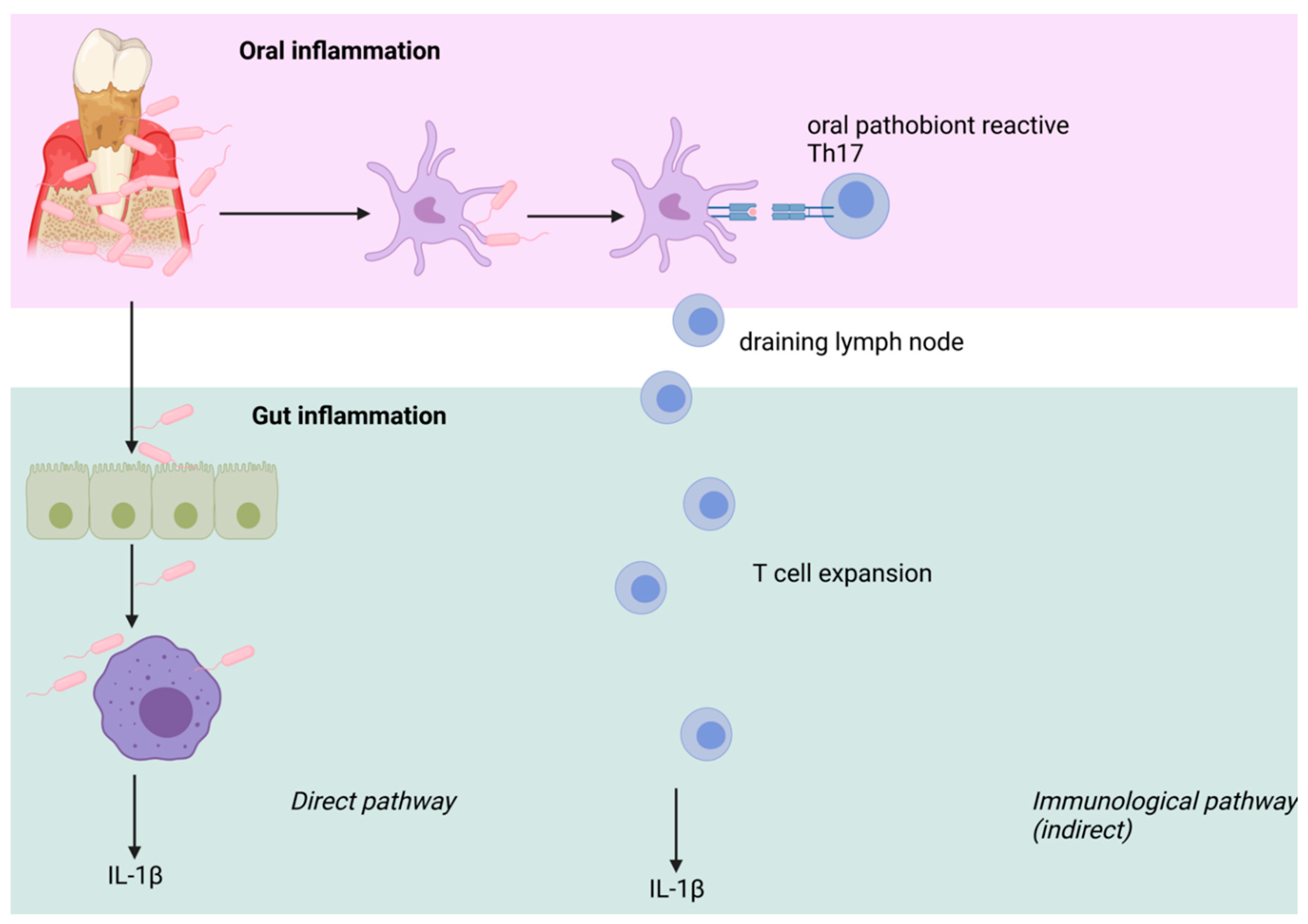 Antioxidants 11 00149 g003
