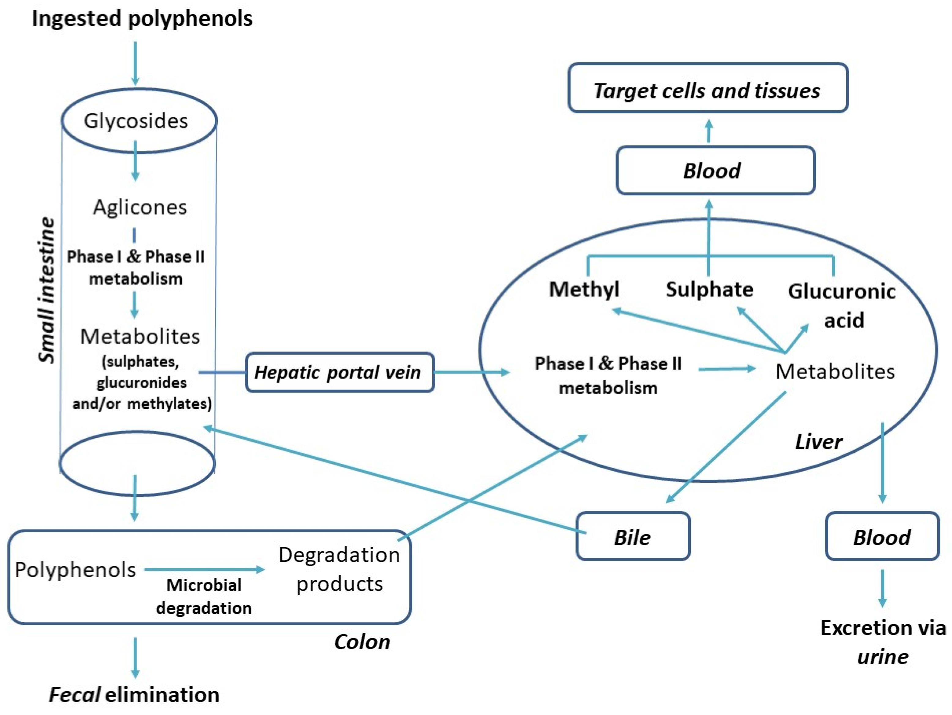 Antioxidants 11 00150 g003