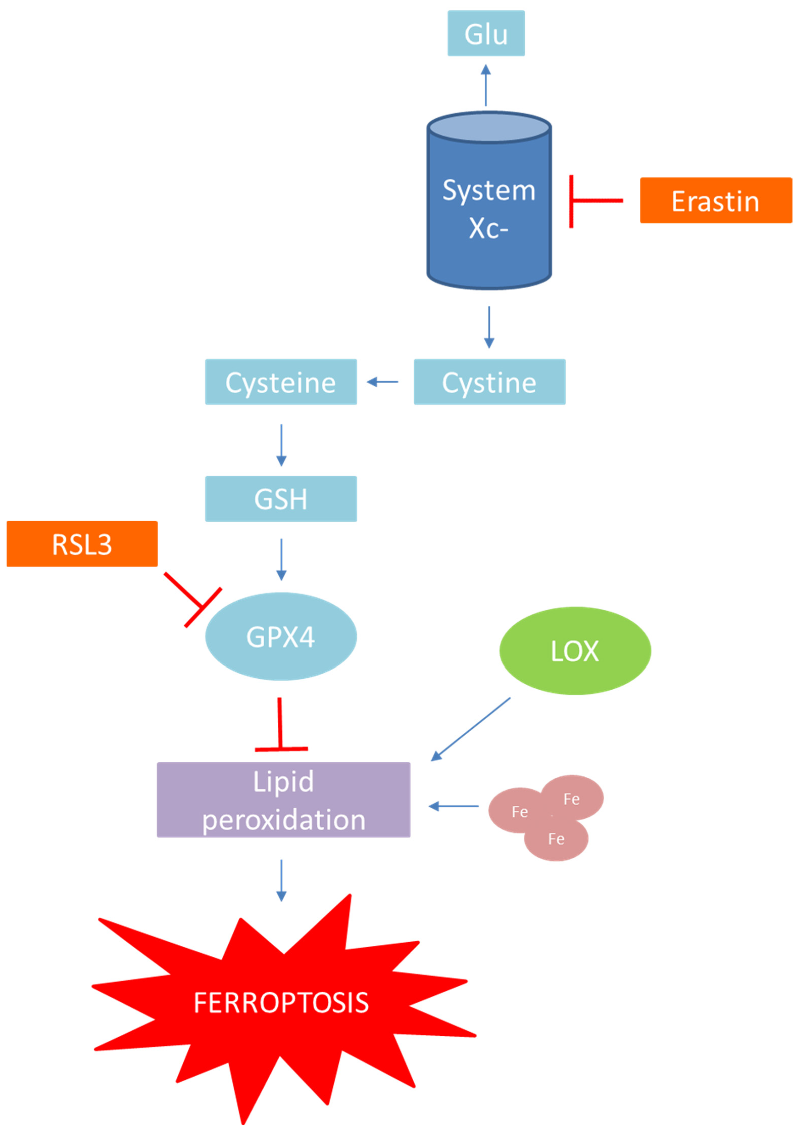 Antioxidants 11 00150 g004