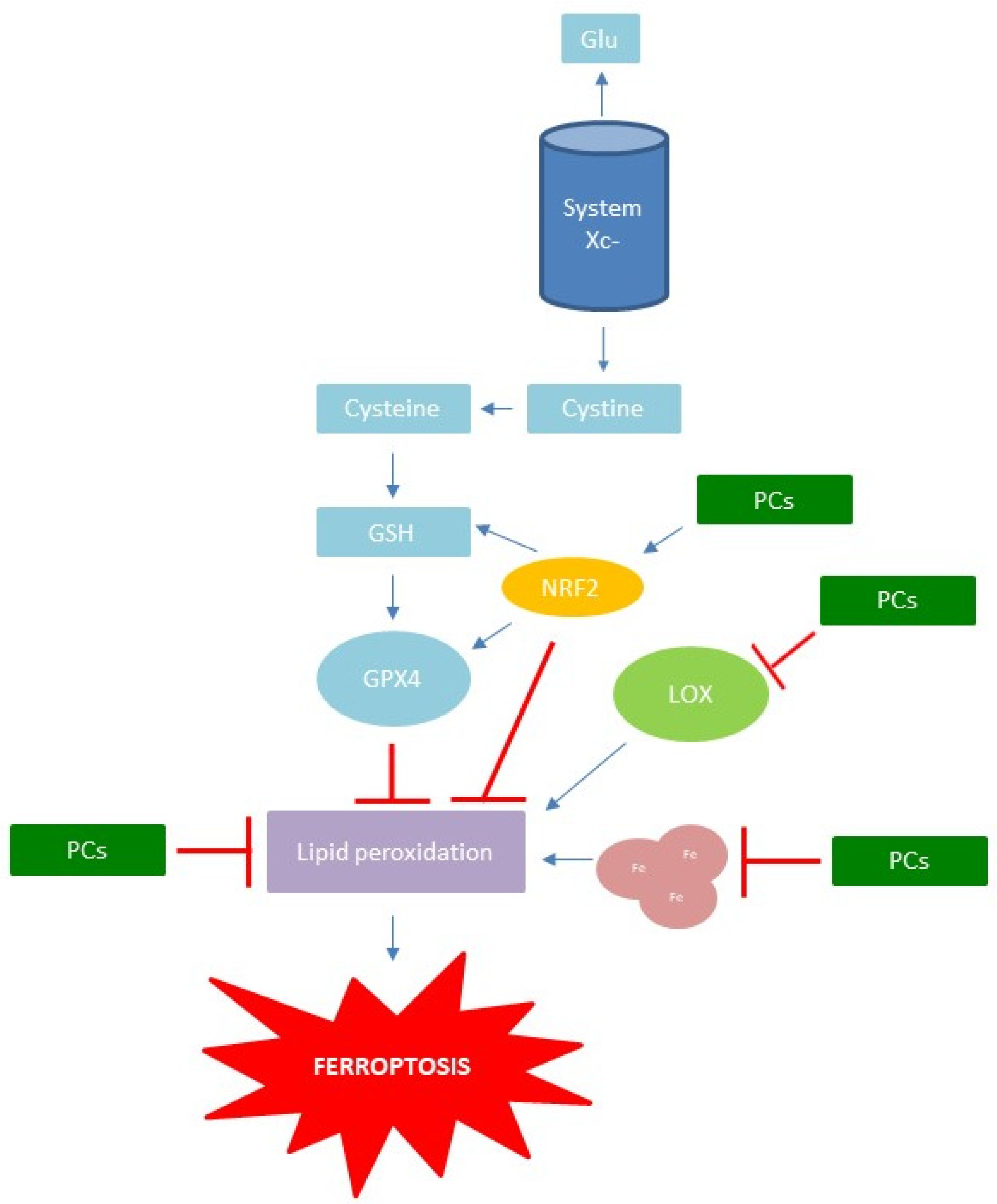 Antioxidants 11 00150 g005