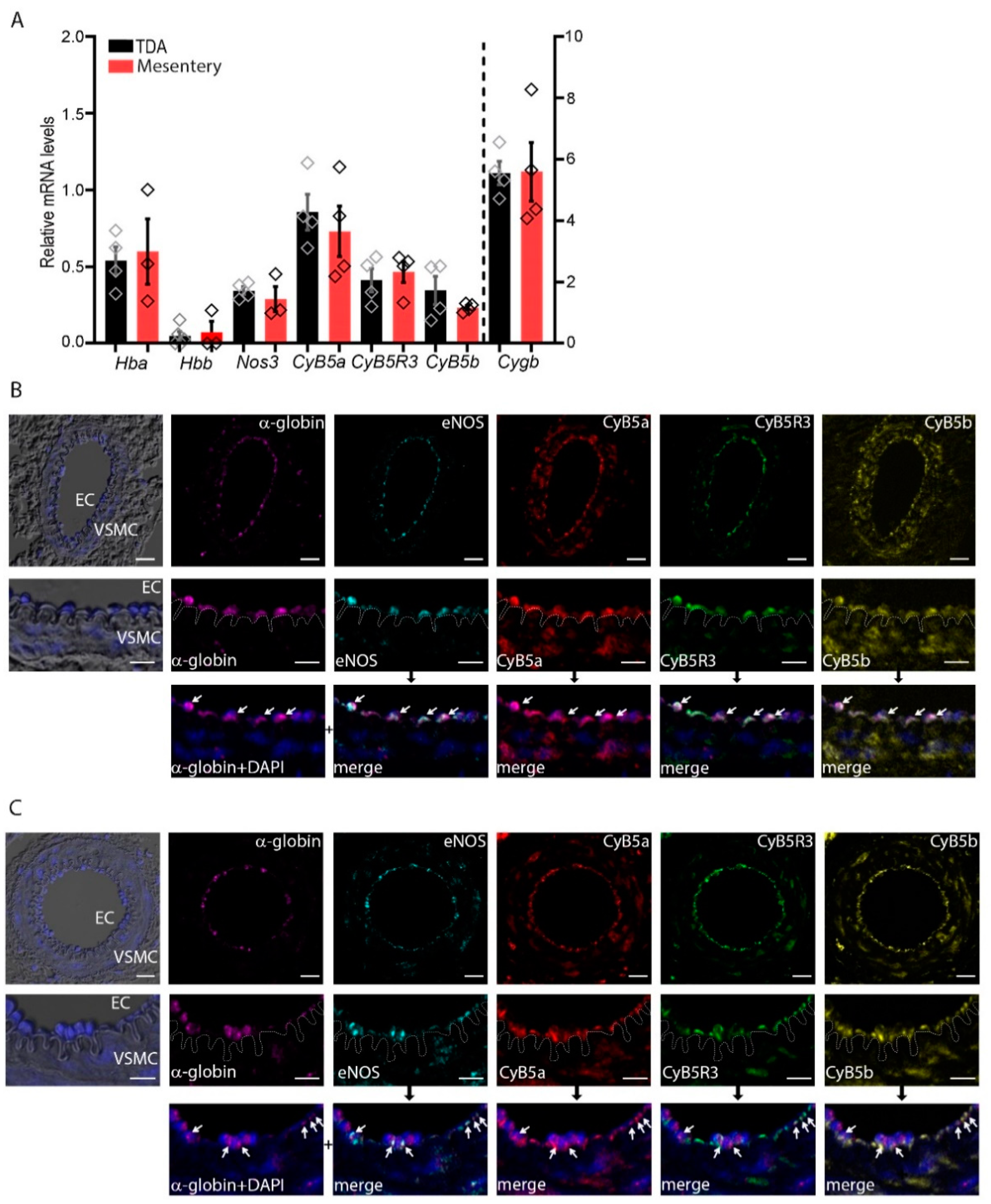 Antioxidants 11 00159 g001