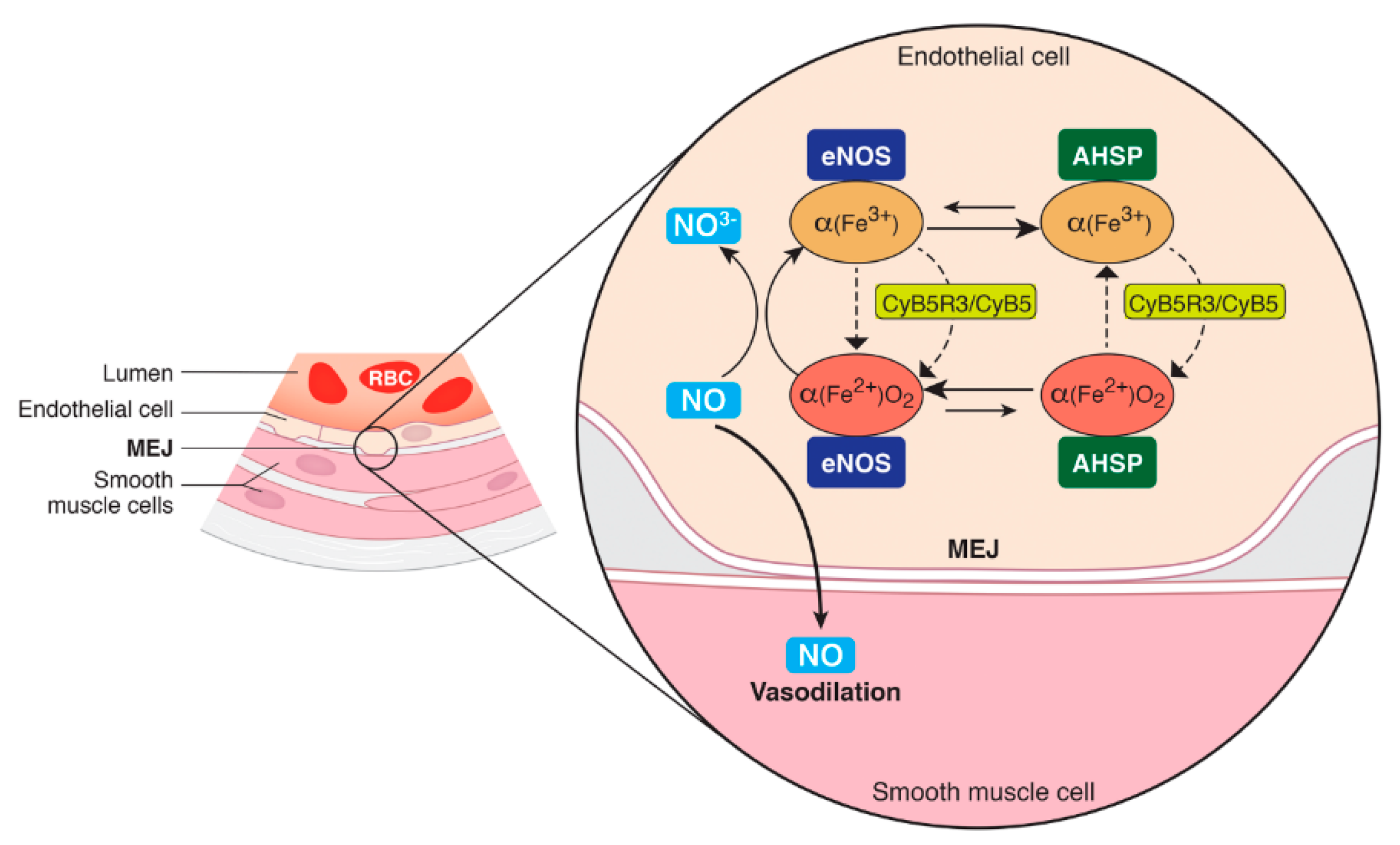 Antioxidants 11 00159 g004