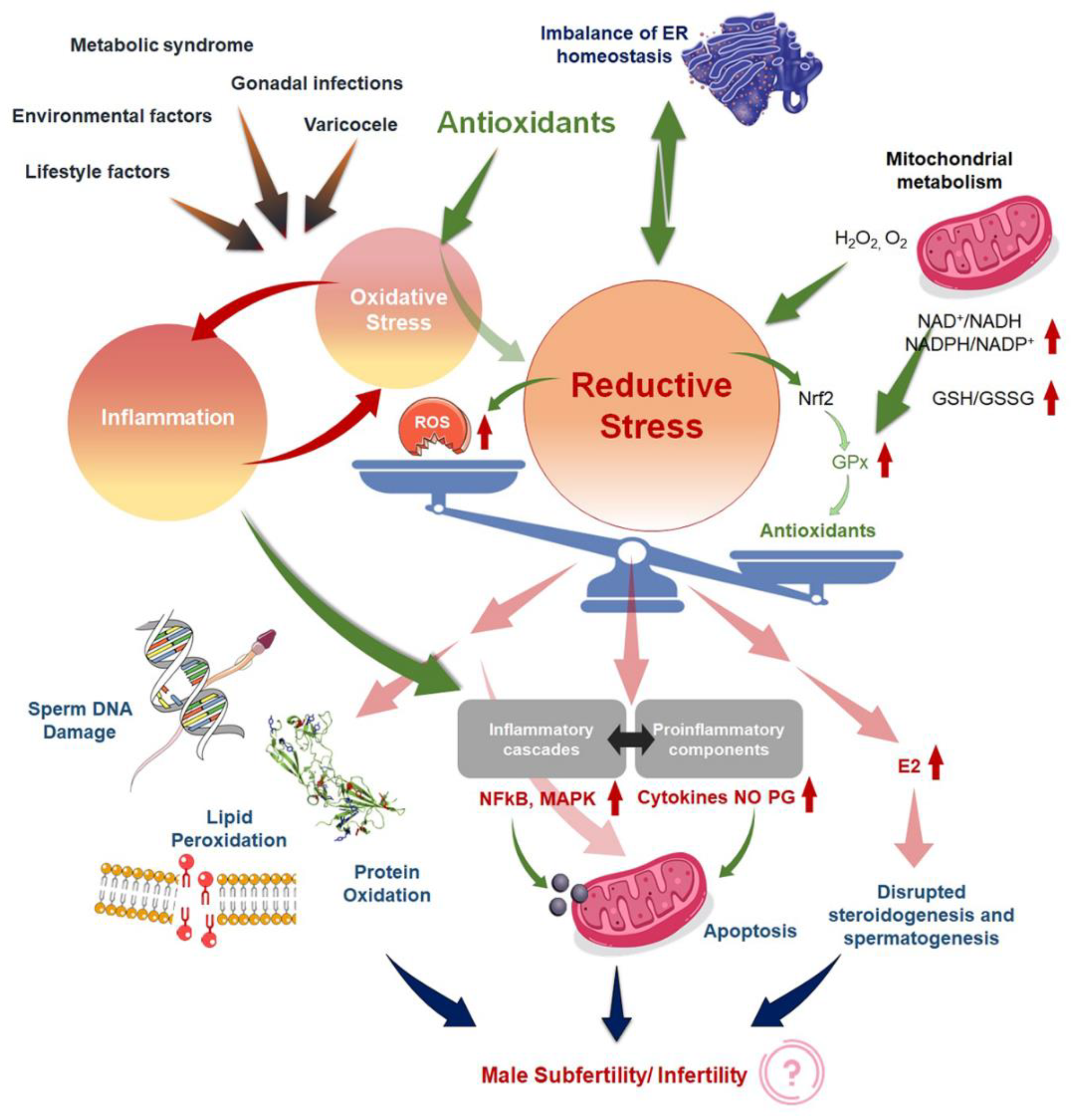 Antioxidants 11 00167 g001 Antioxidants 11 00167 g001