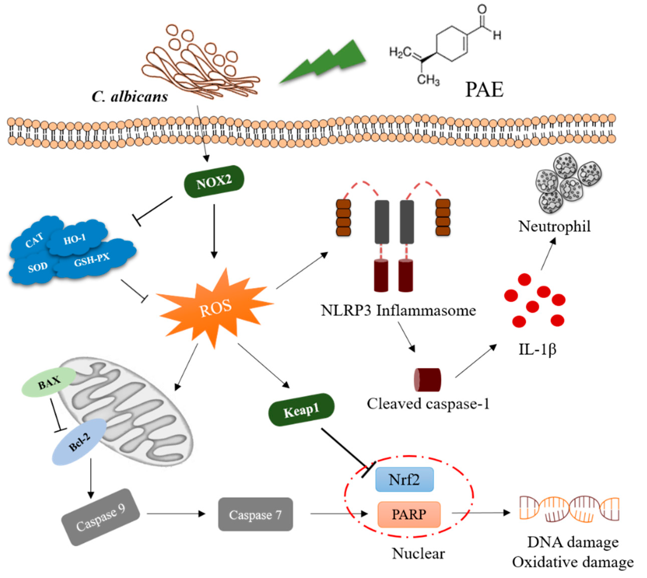 Antioxidants 11 00178 g008
