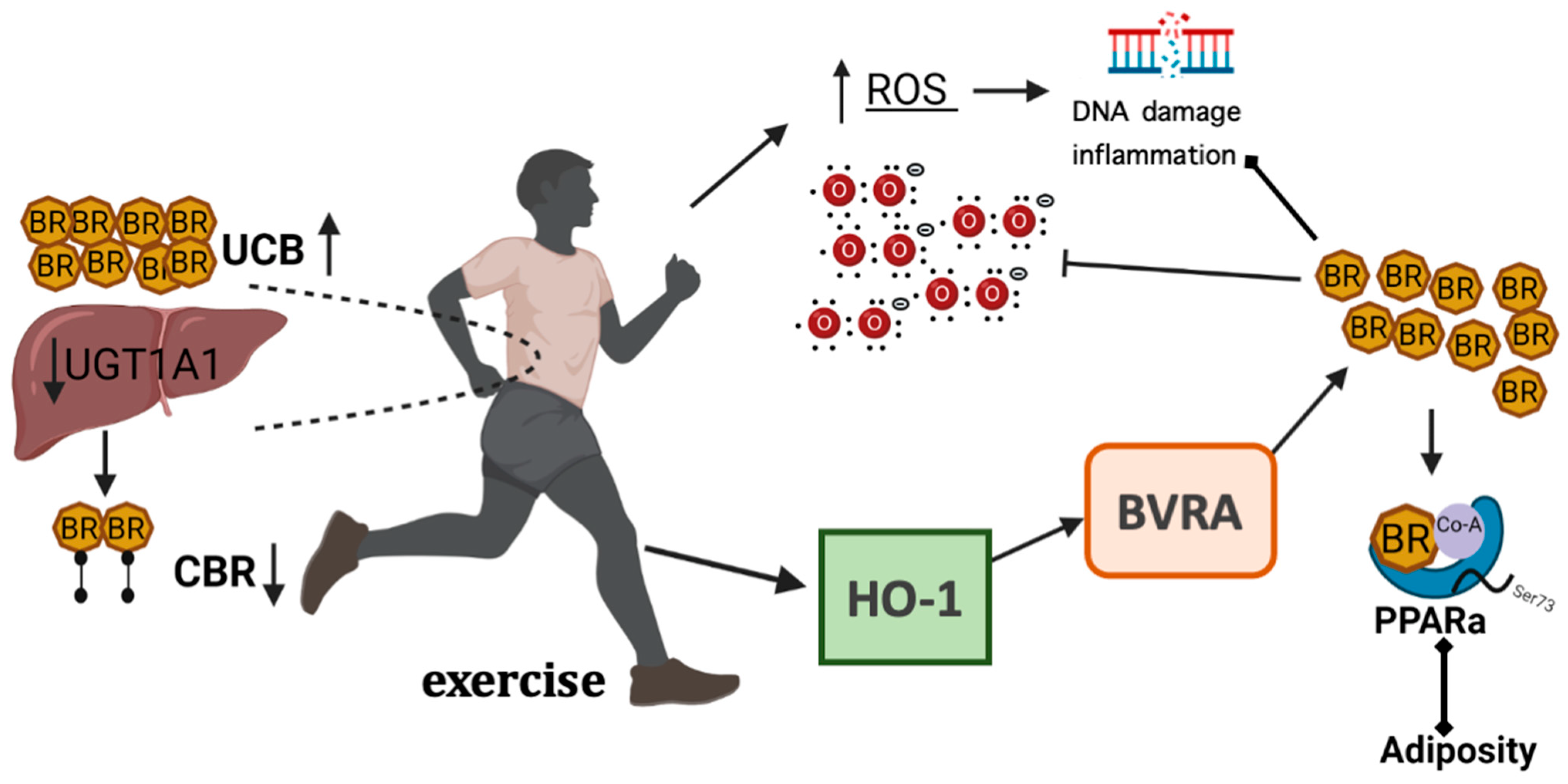 Antioxidants 11 00179 g004 Antioxidants 11 00179 g004