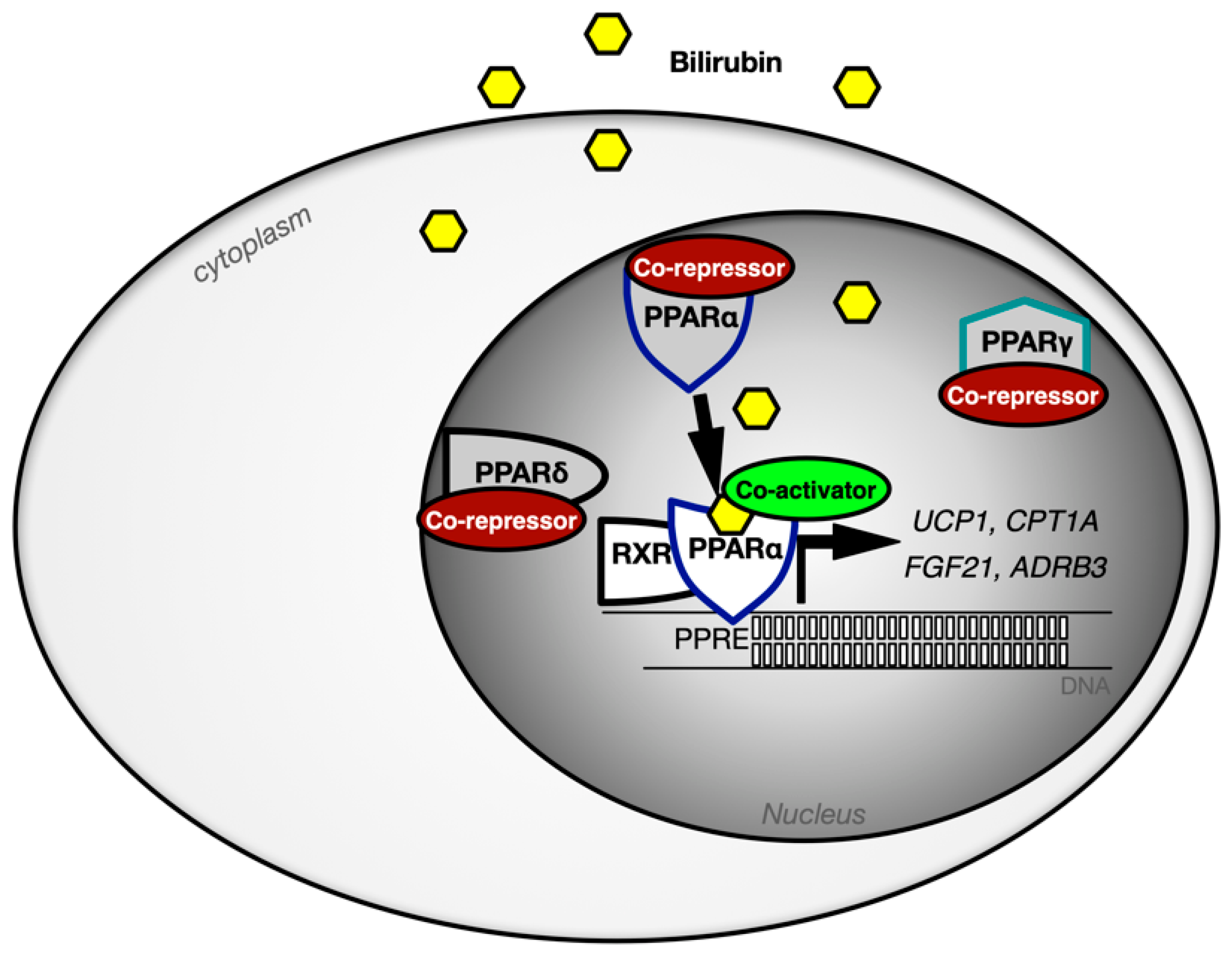 Antioxidants 11 00179 g005 Antioxidants 11 00179 g005