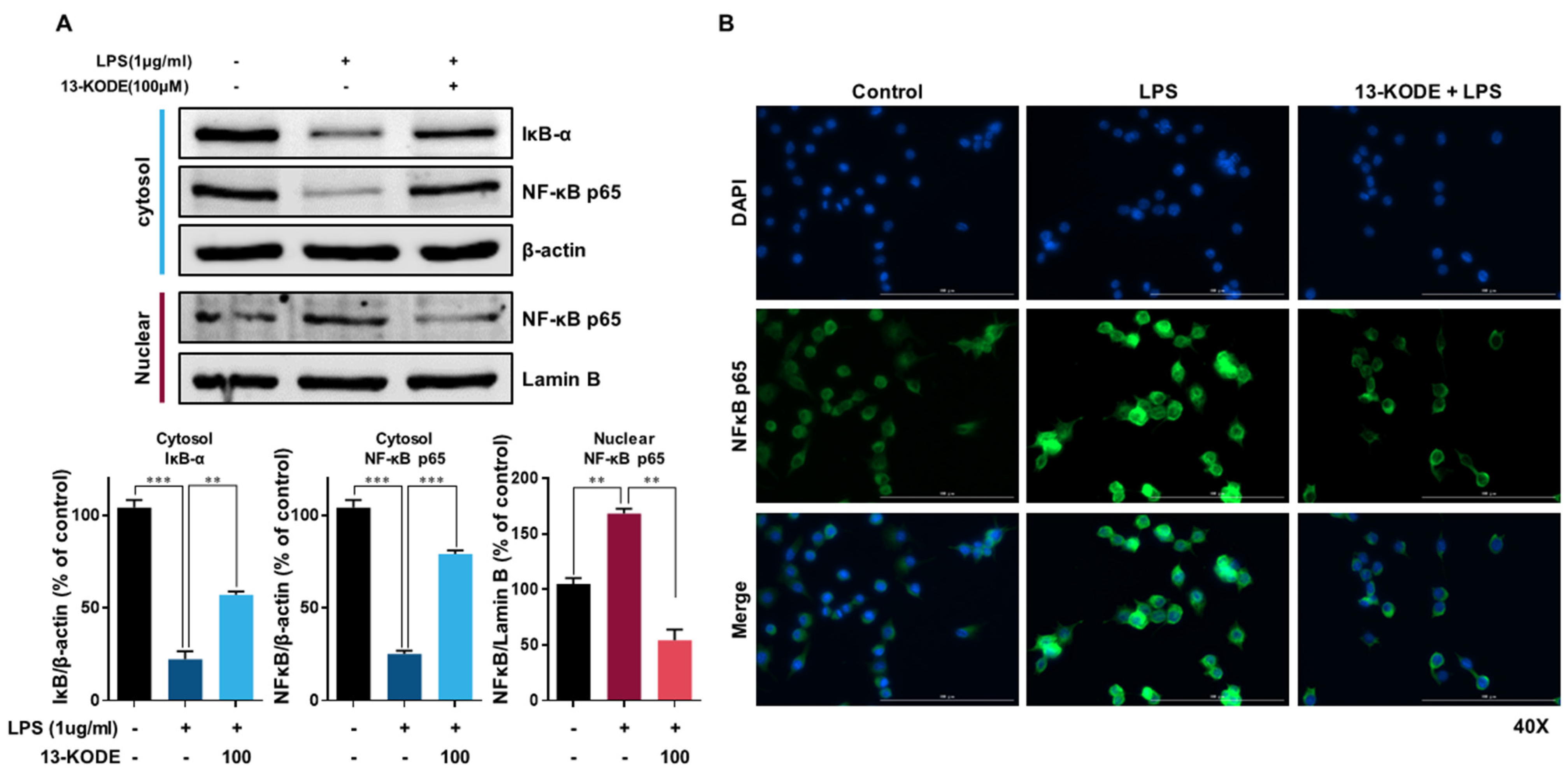 Antioxidants 11 00180 g004