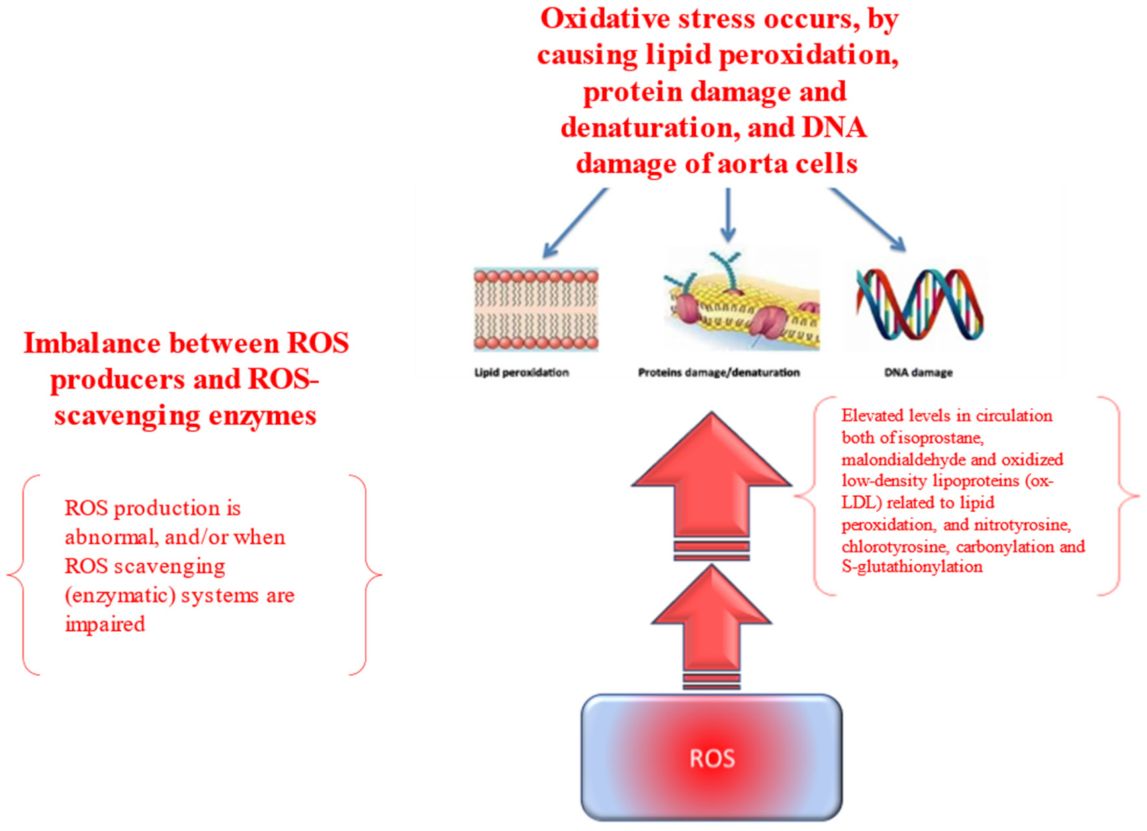 Antioxidants 11 00182 g002 Antioxidants 11 00182 g002
