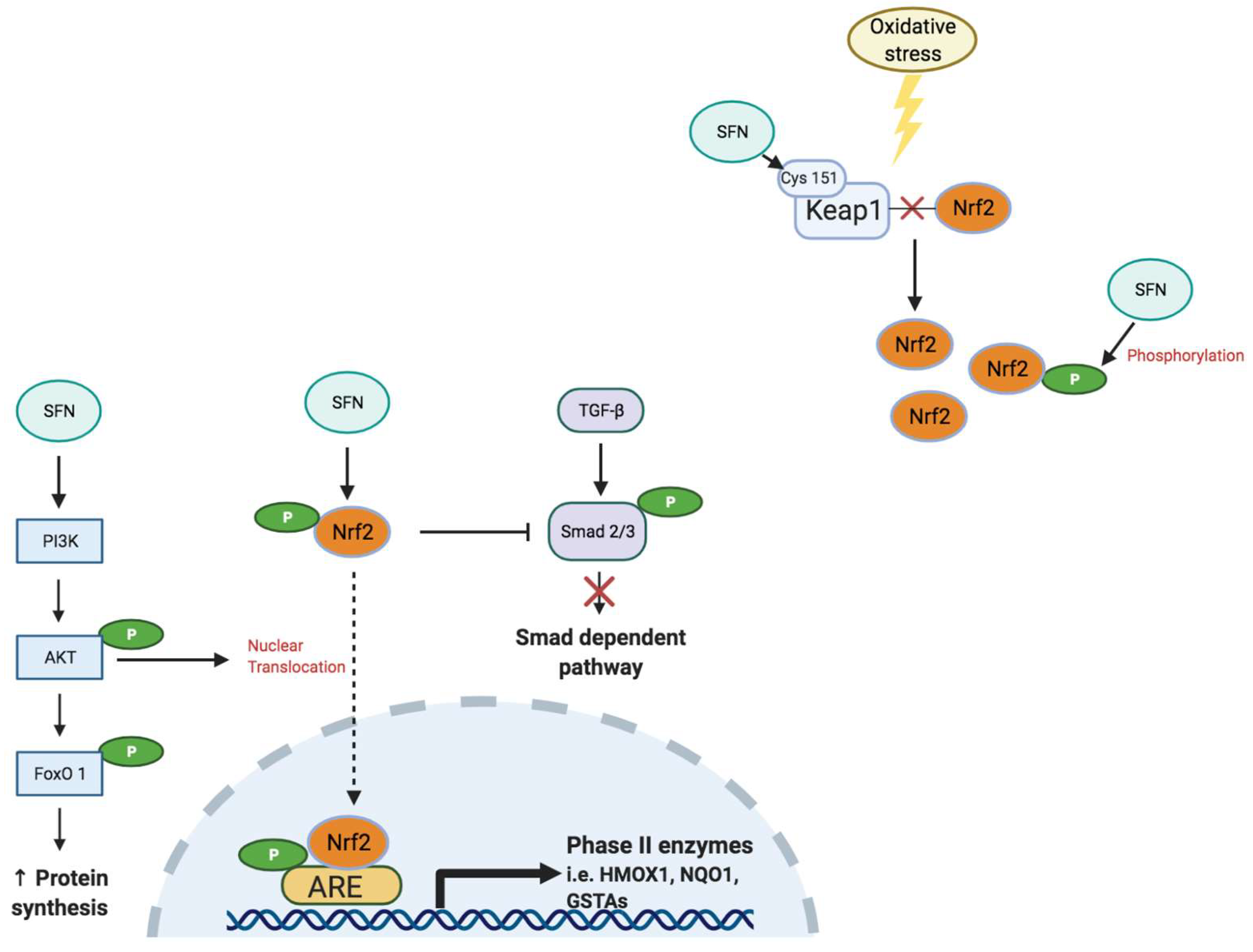 Antioxidants 11 00183 g002