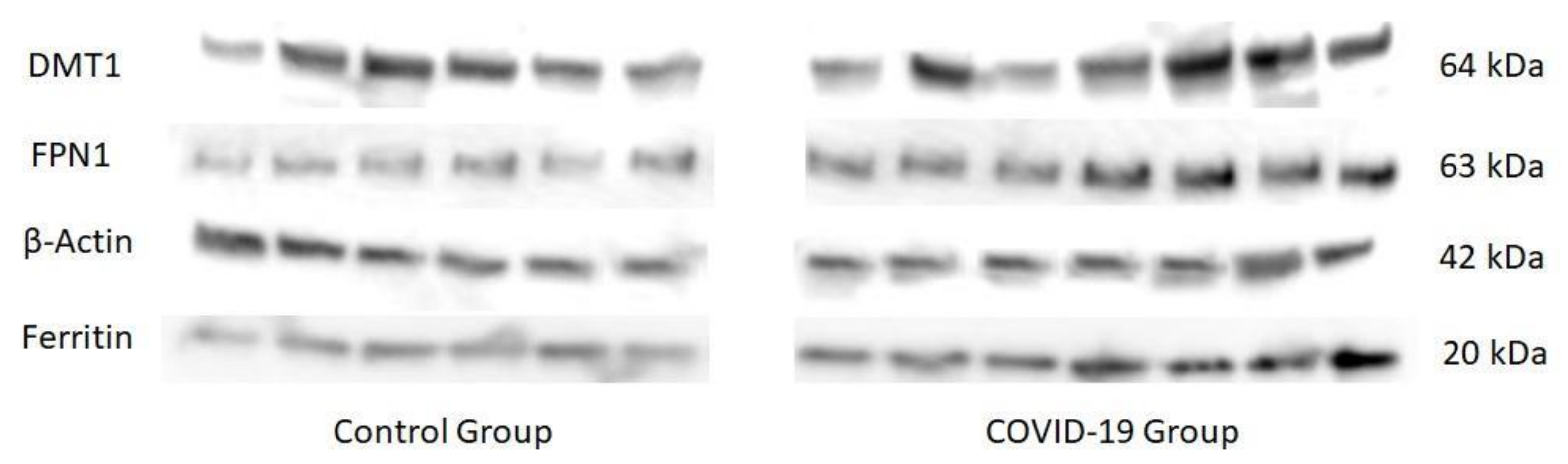 Antioxidants 11 00184 g002