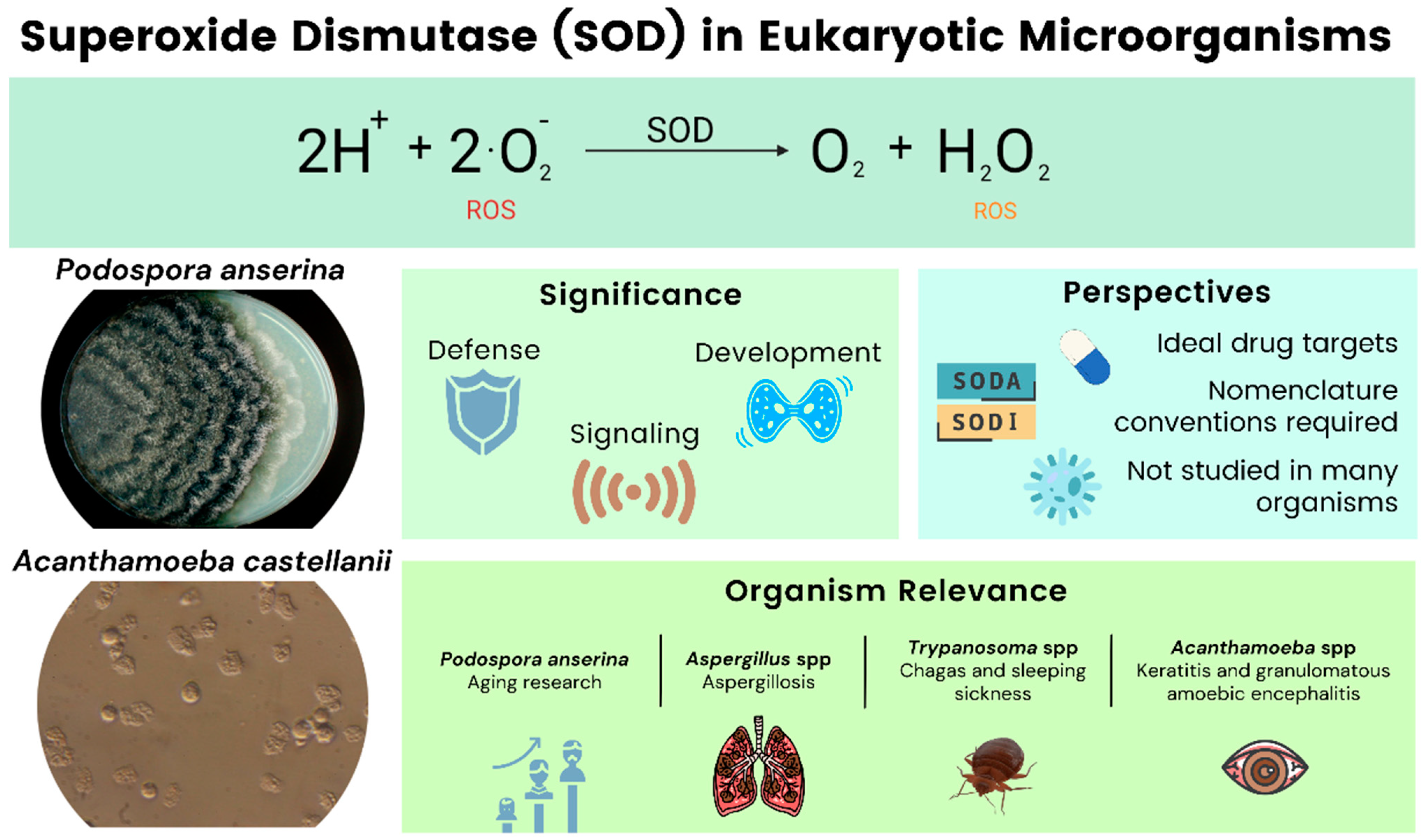 Antioxidants 11 00188 g001