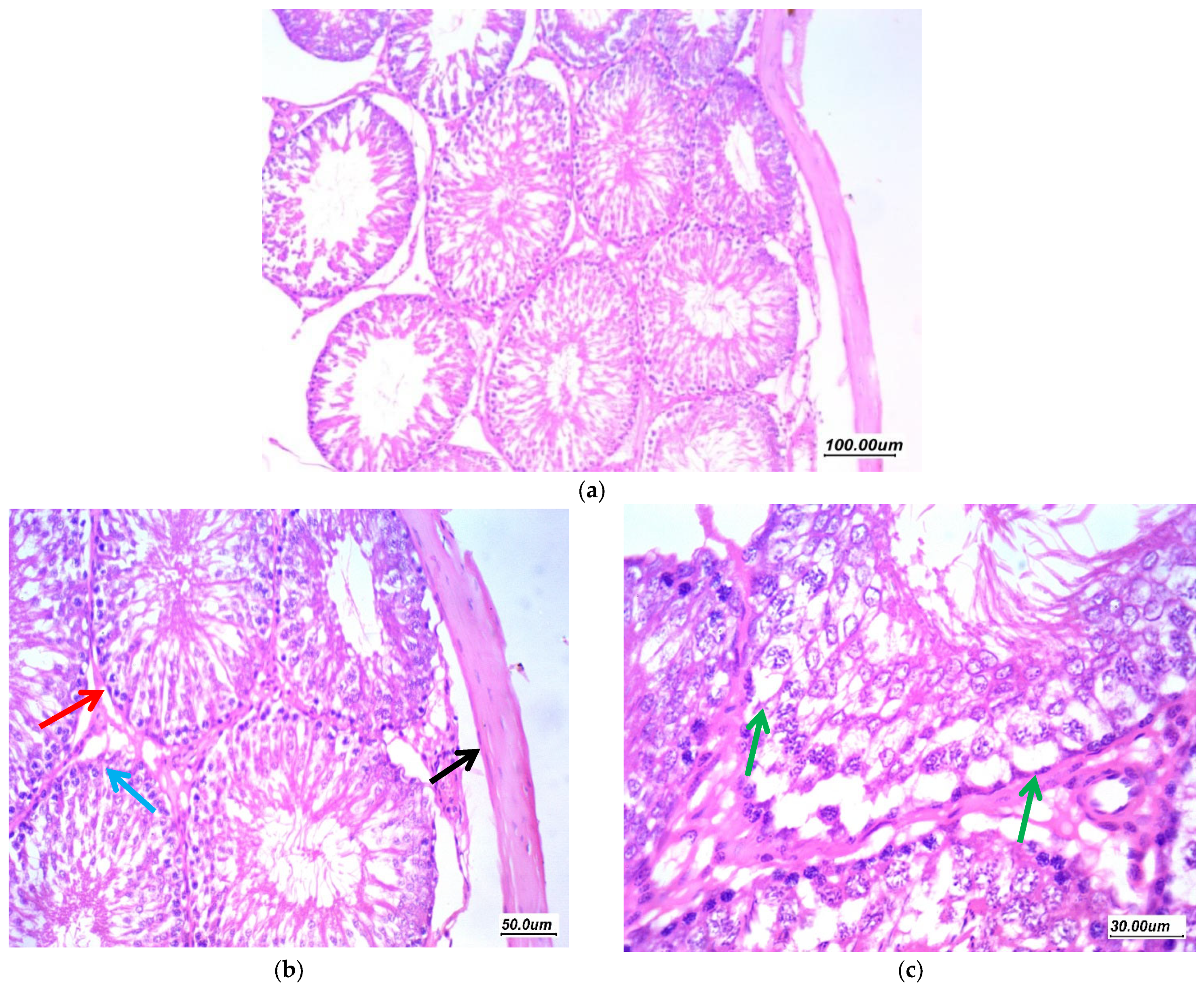 Antioxidants 11 00191 g008