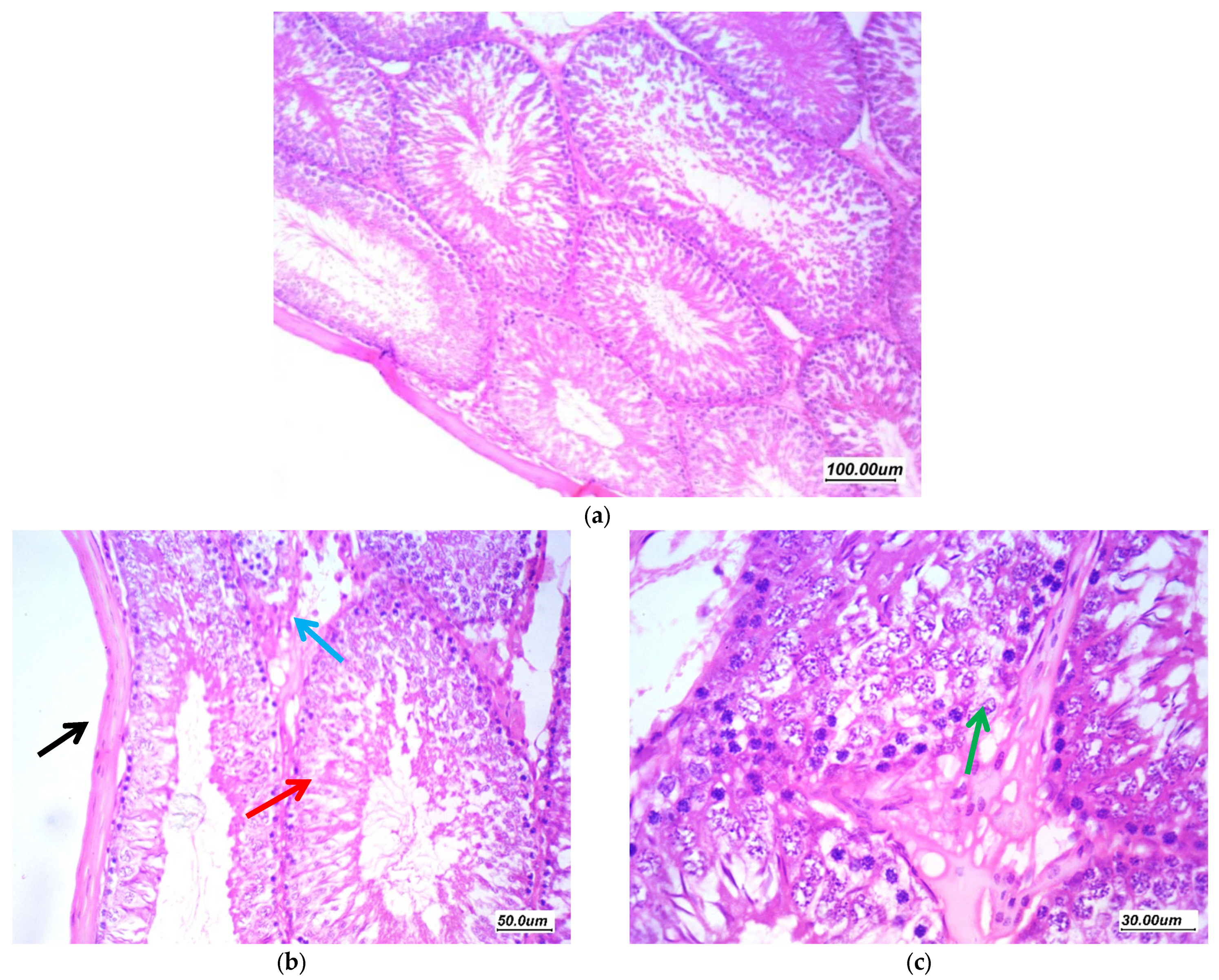 Antioxidants 11 00191 g009