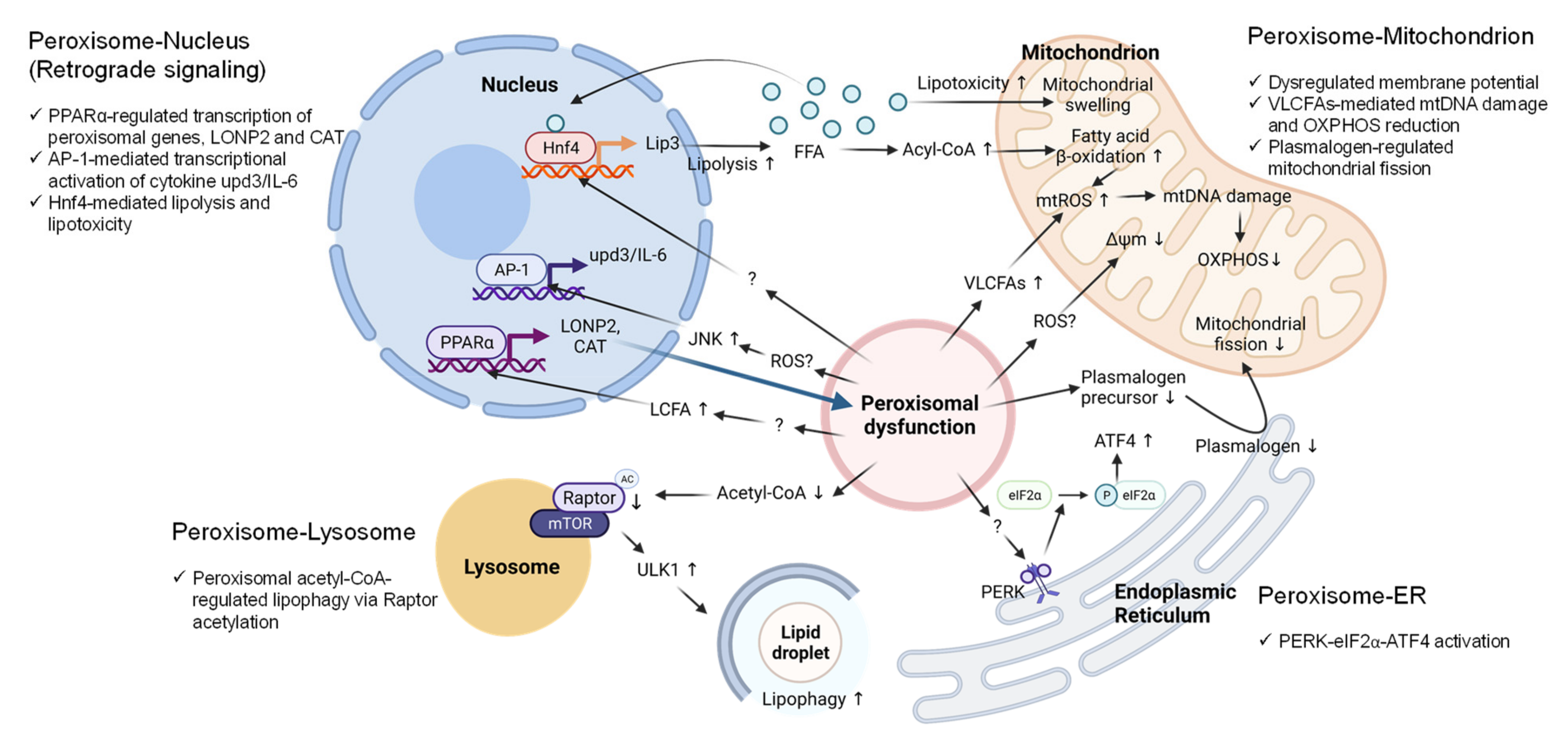 Antioxidants 11 00192 g003