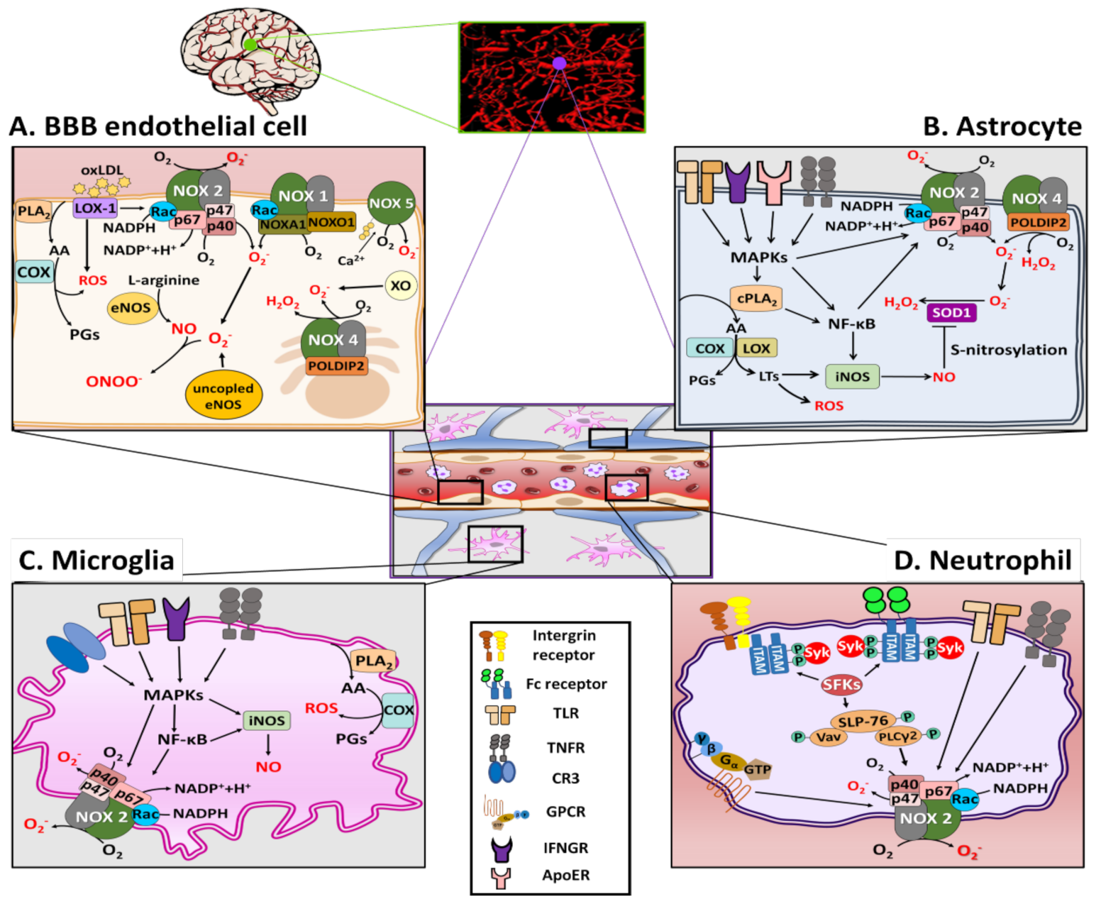 Antioxidants 11 00197 g001 Antioxidants 11 00197 g001