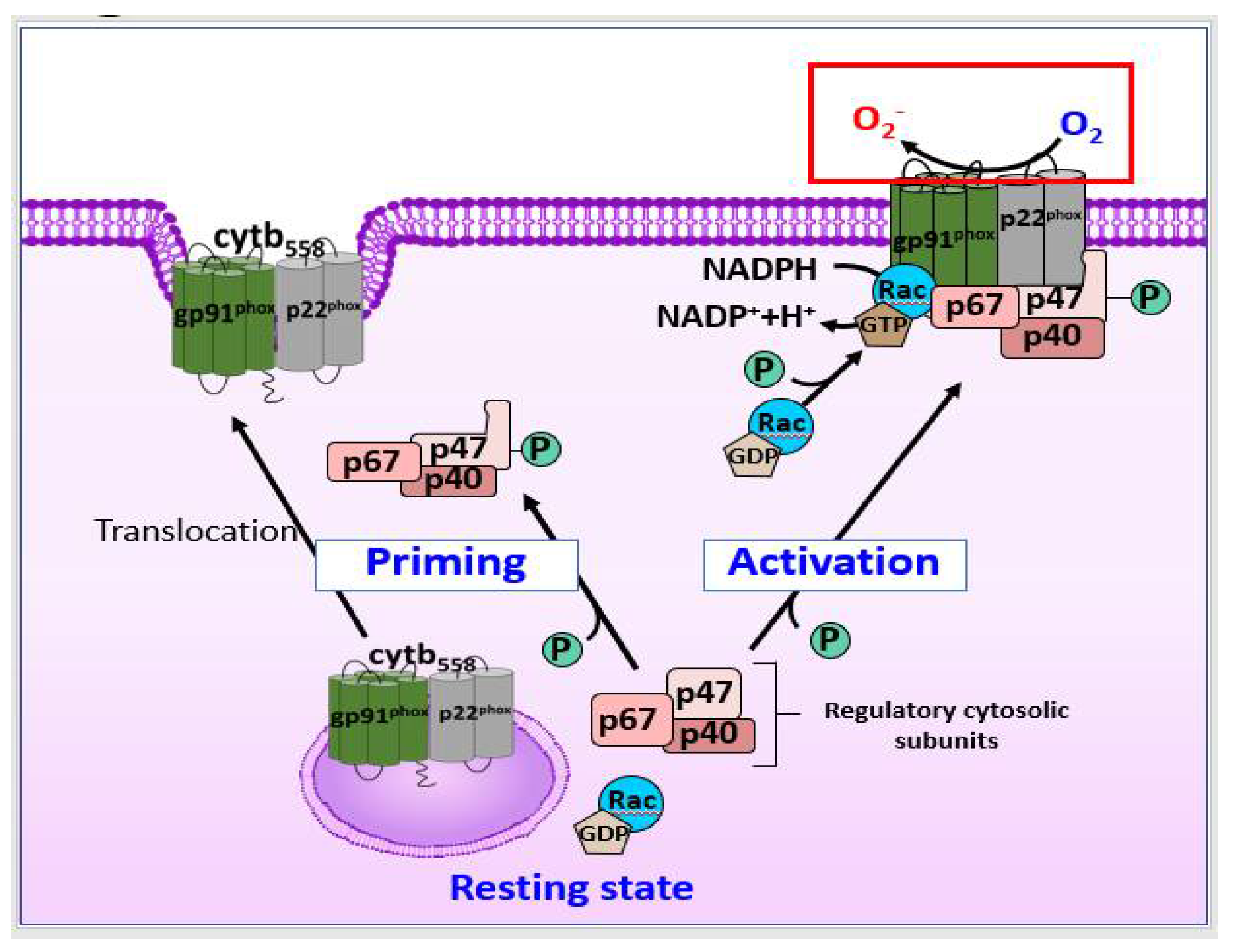 Antioxidants 11 00197 g002 Antioxidants 11 00197 g002