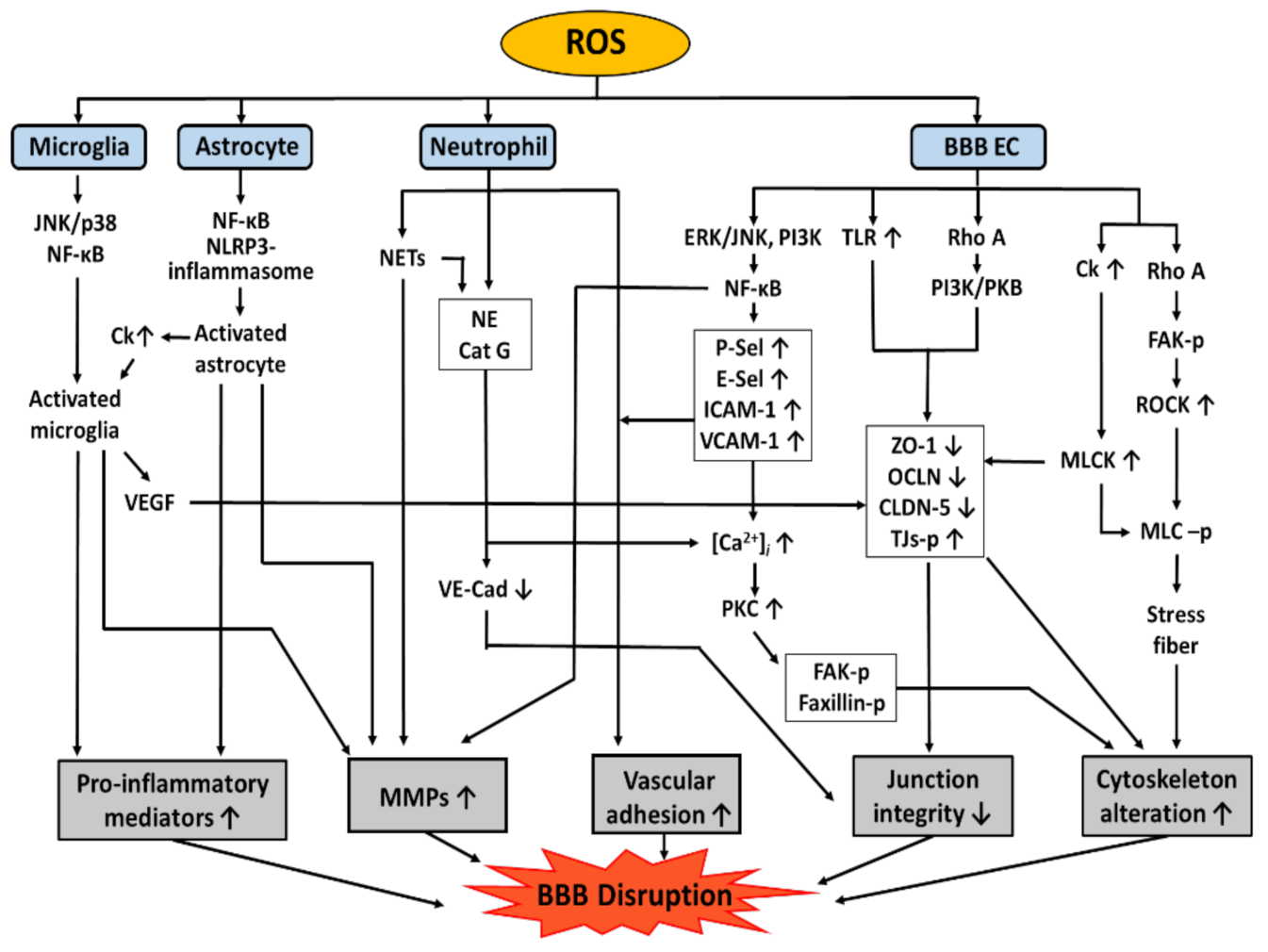 Antioxidants 11 00197 g003 Antioxidants 11 00197 g003