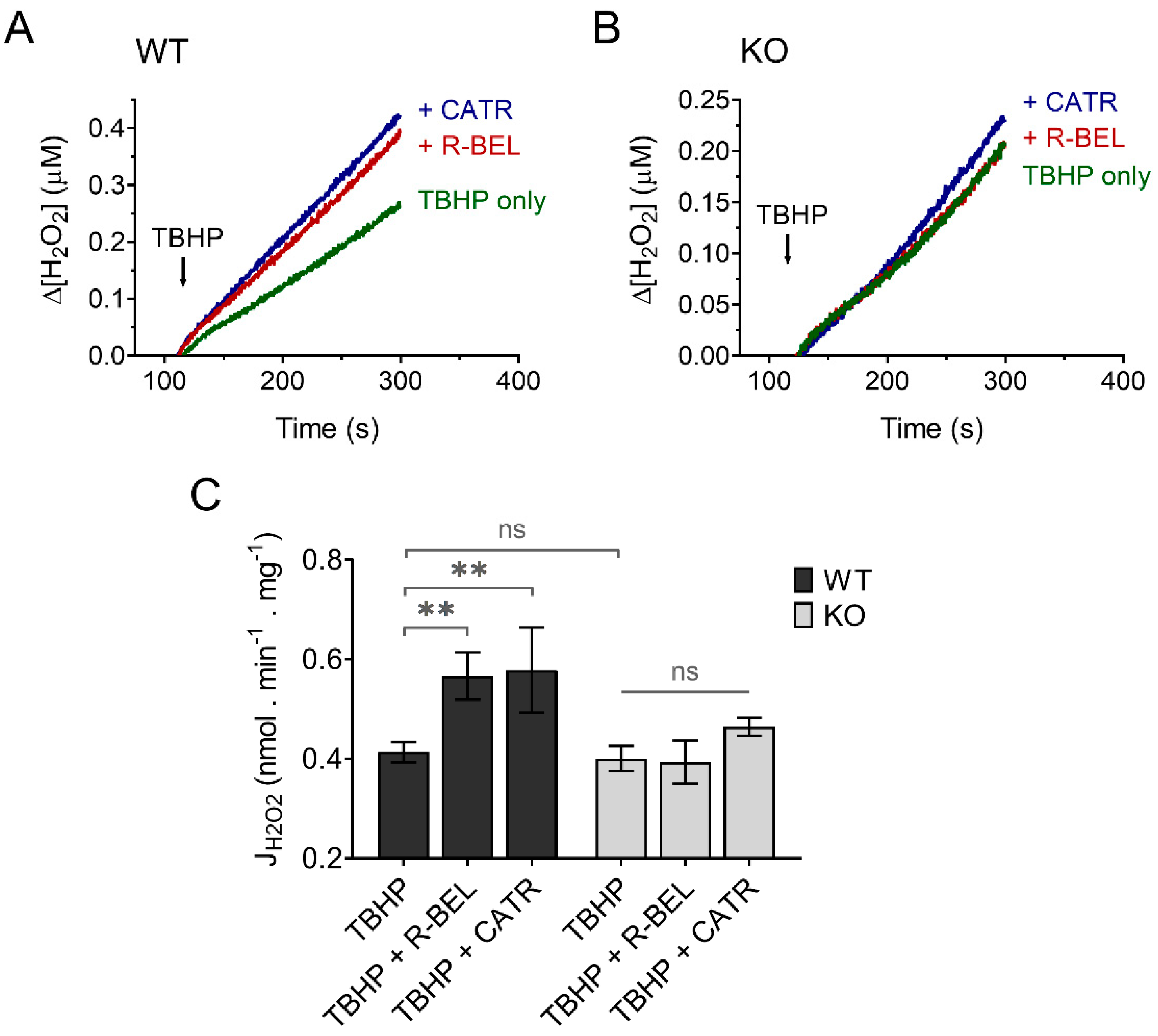 Antioxidants 11 00198 g008