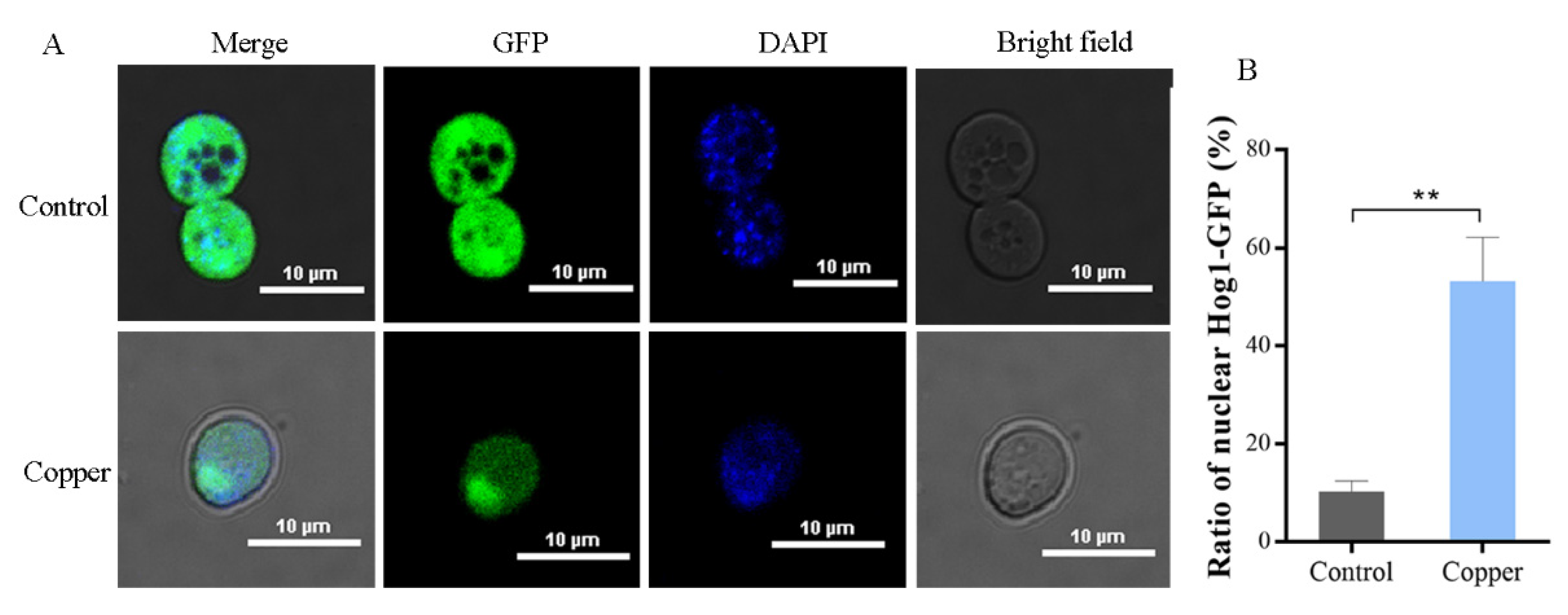 Antioxidants 11 00200 g005