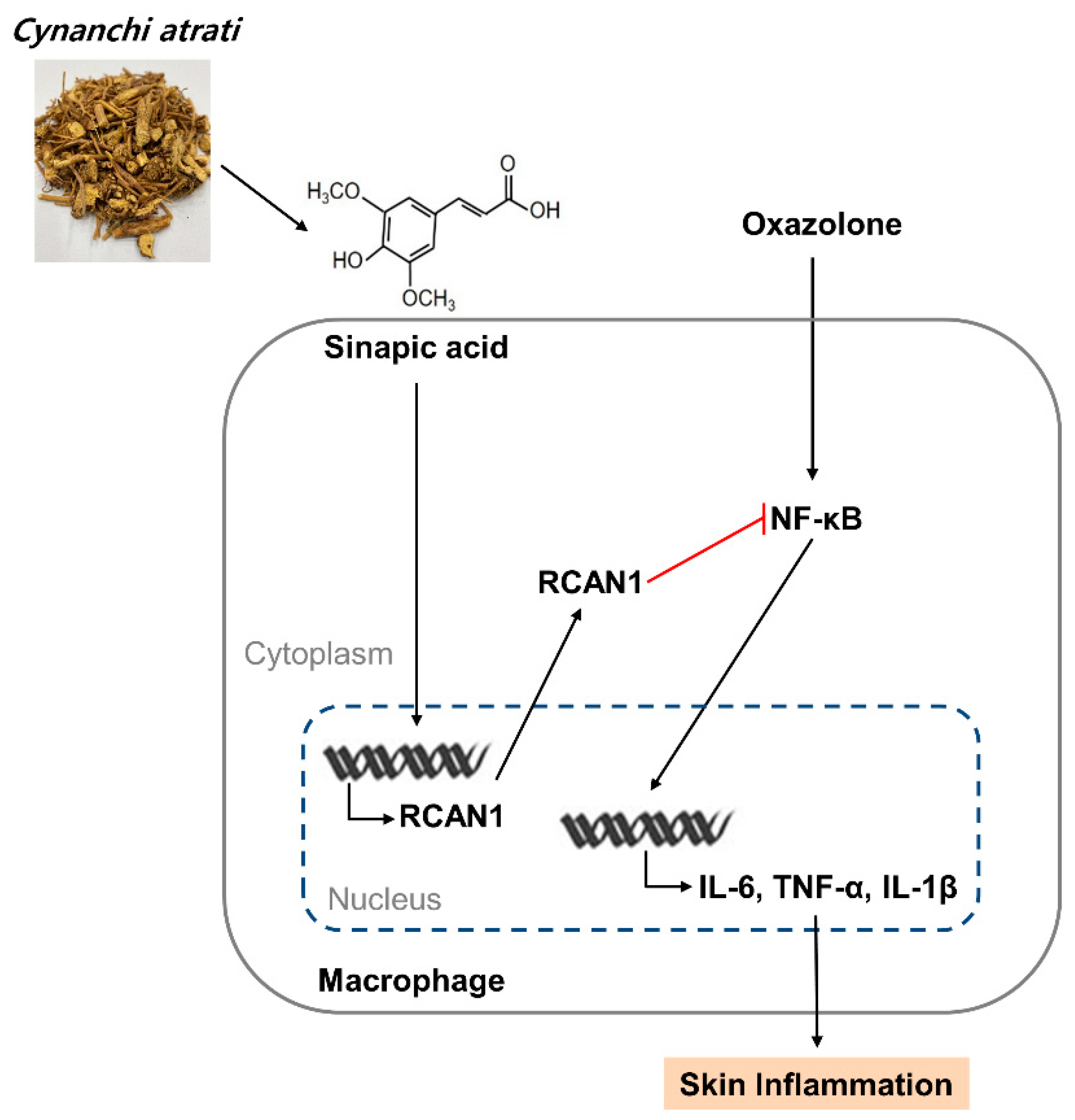 Antioxidants 11 00205 g006