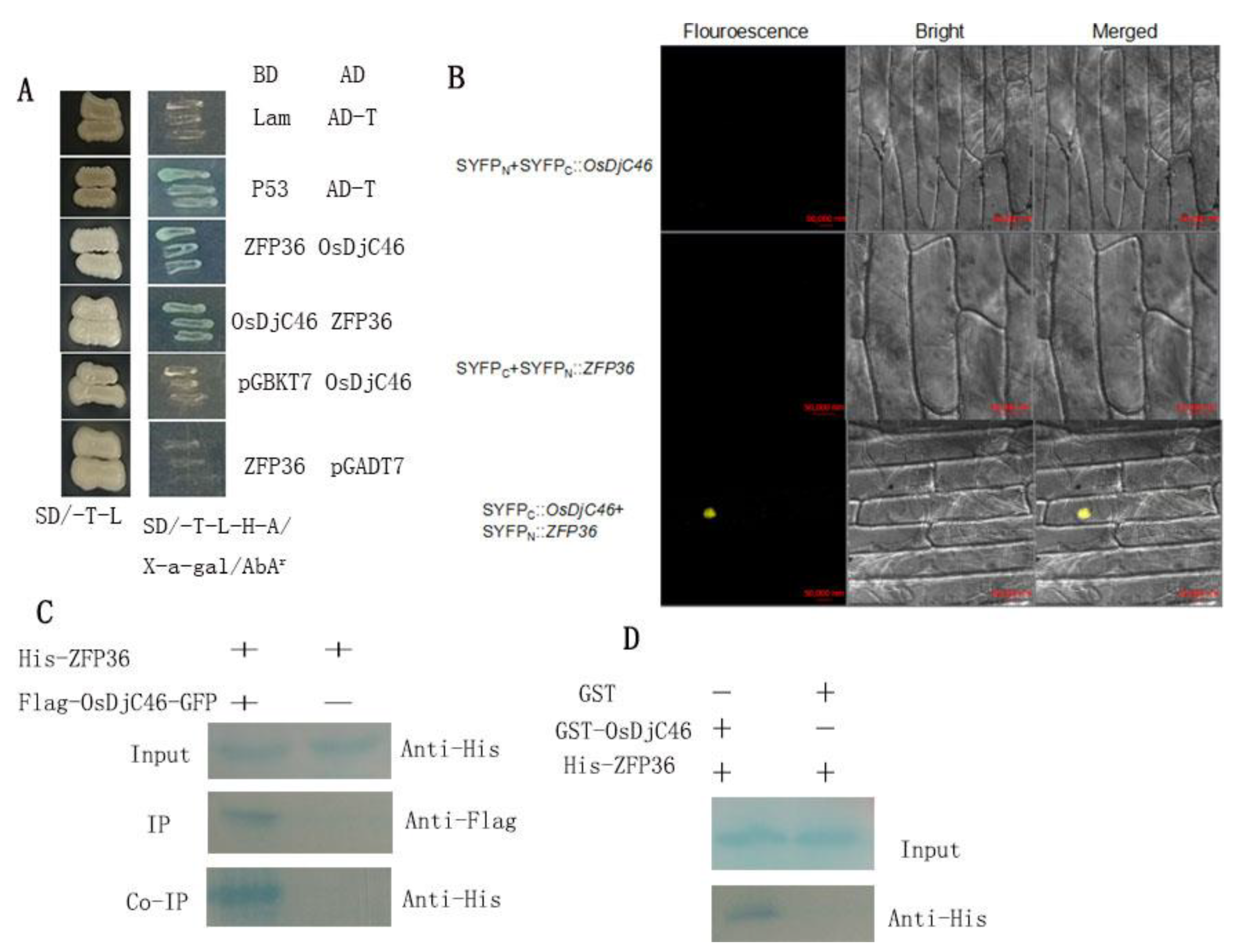 Antioxidants 11 00207 g001