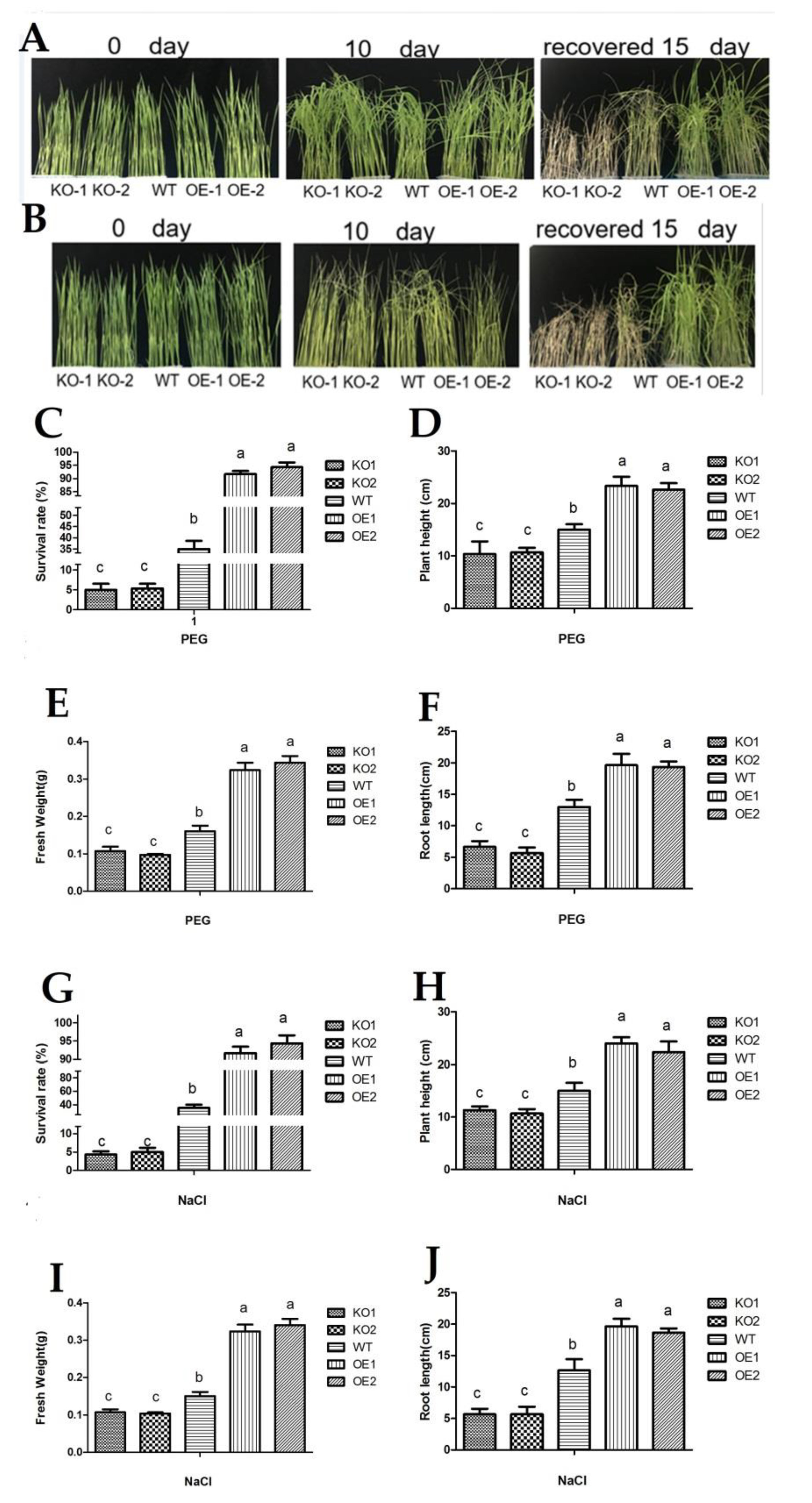 Antioxidants 11 00207 g004