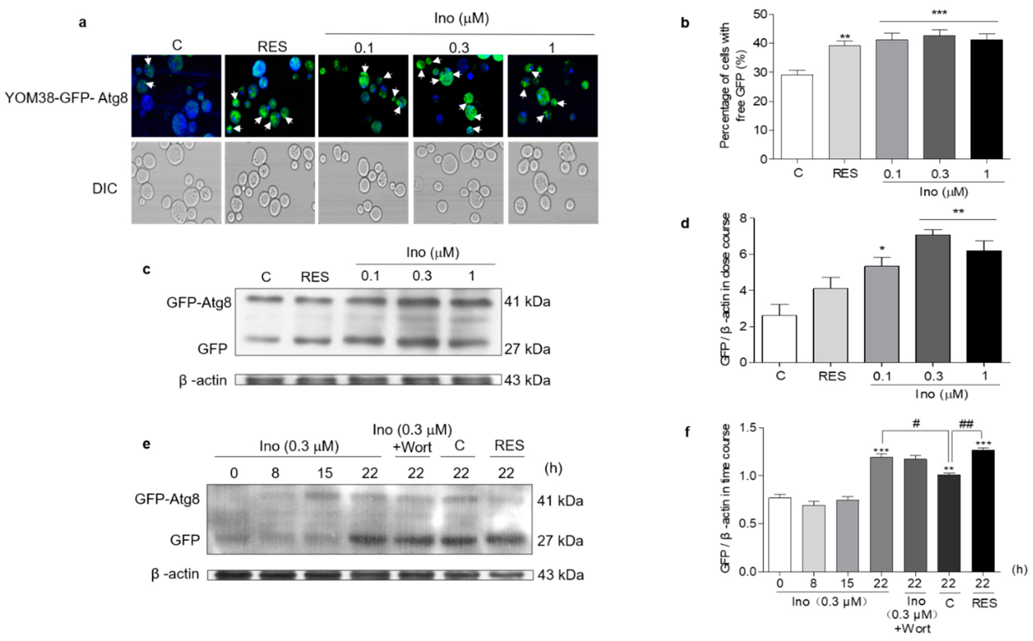 Antioxidants 11 00214 g005