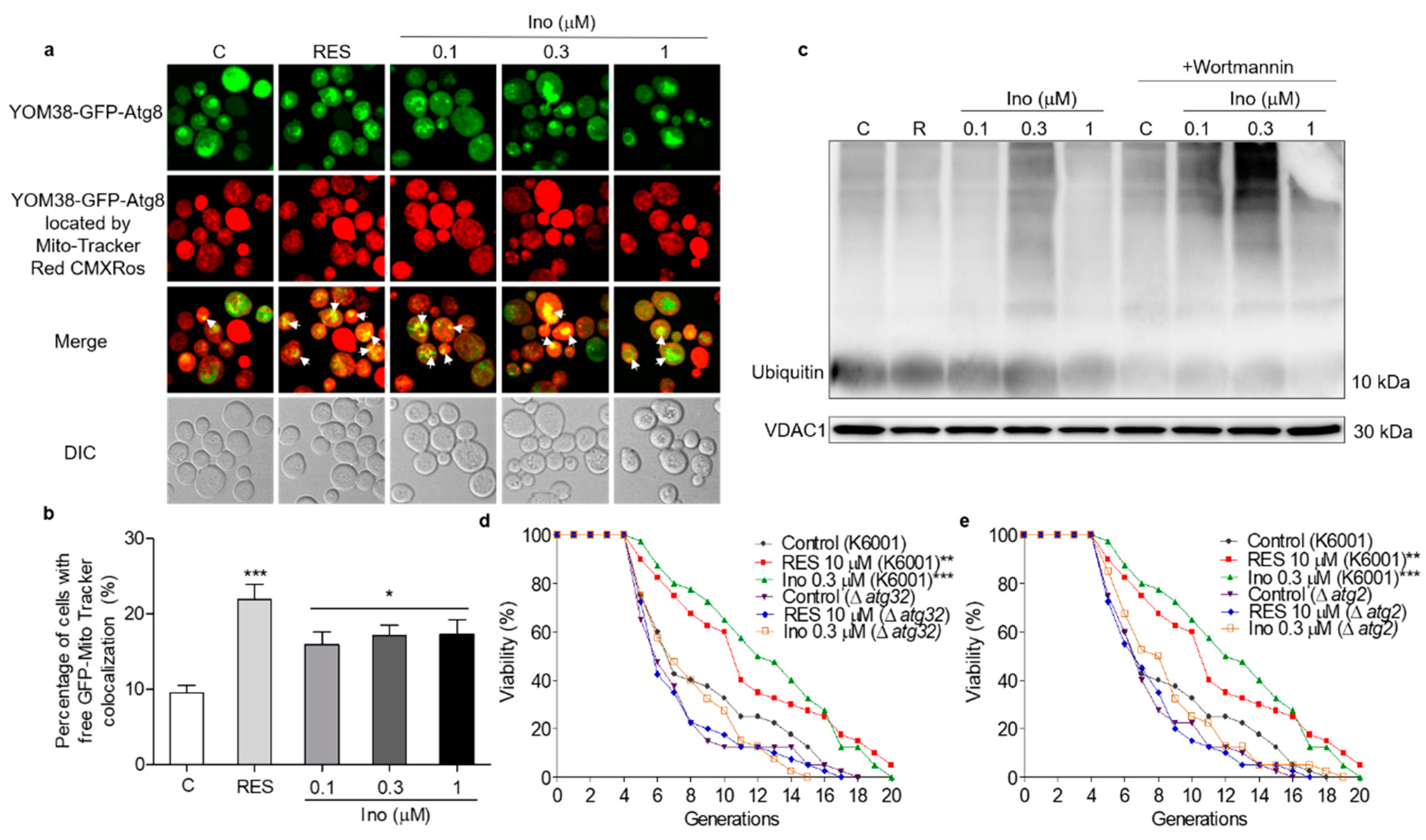 Antioxidants 11 00214 g006
