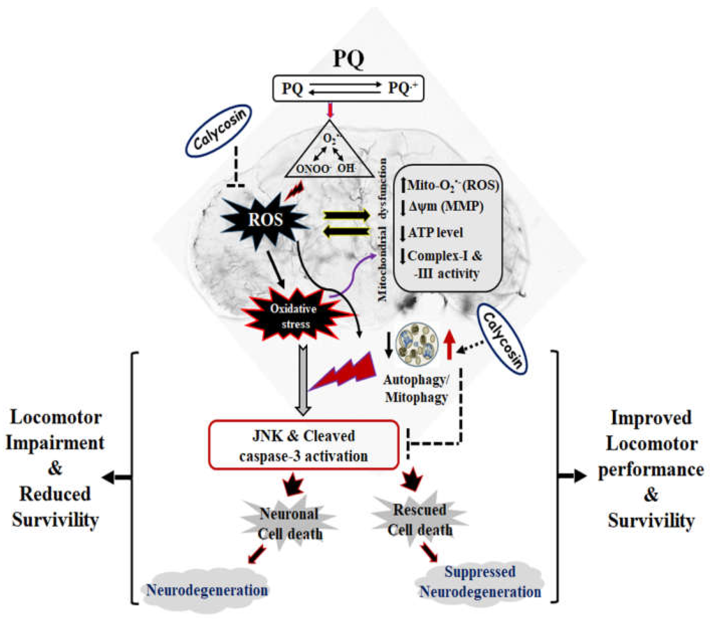Antioxidants 11 00222 g008
