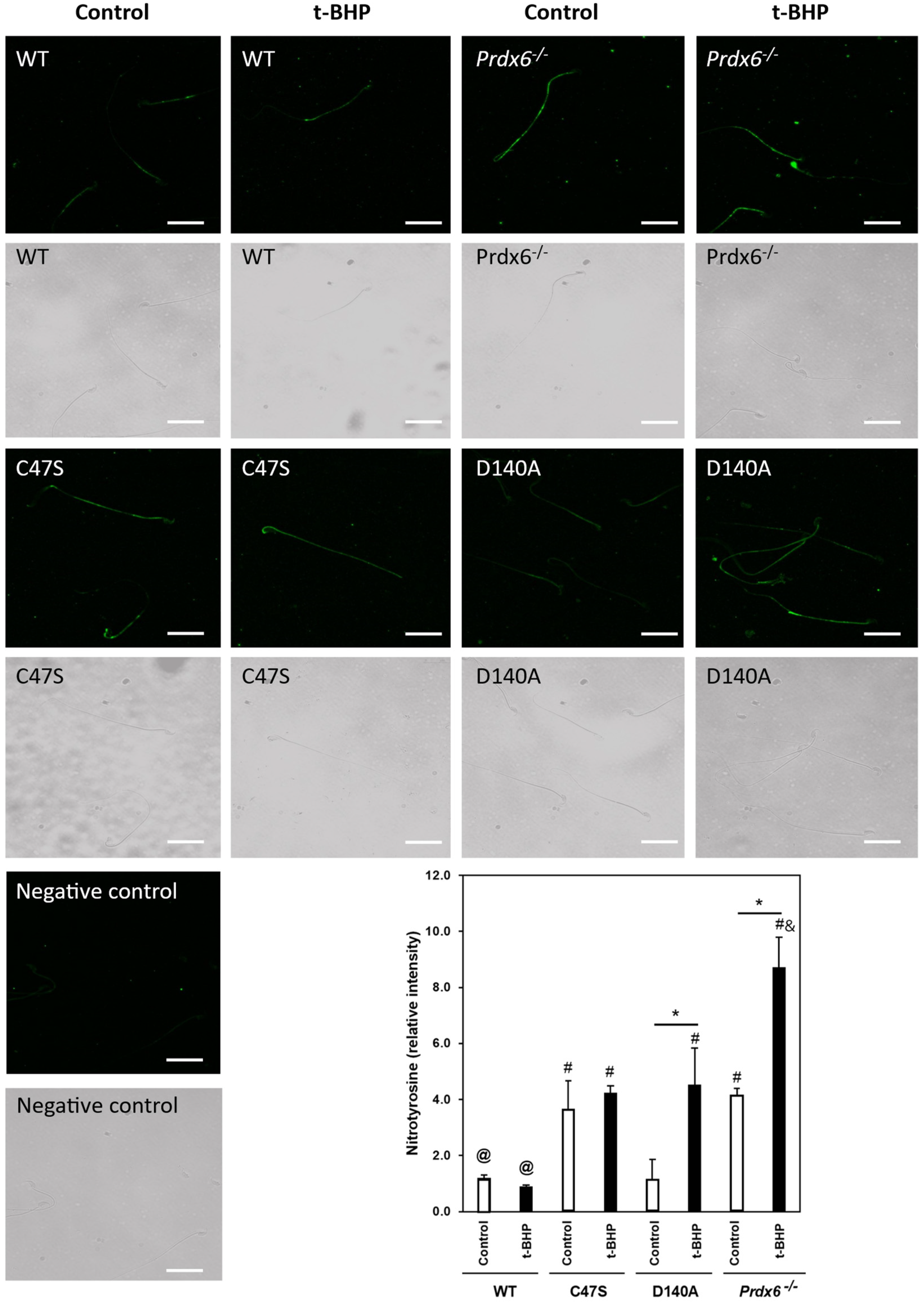 Antioxidants 11 00226 g004
