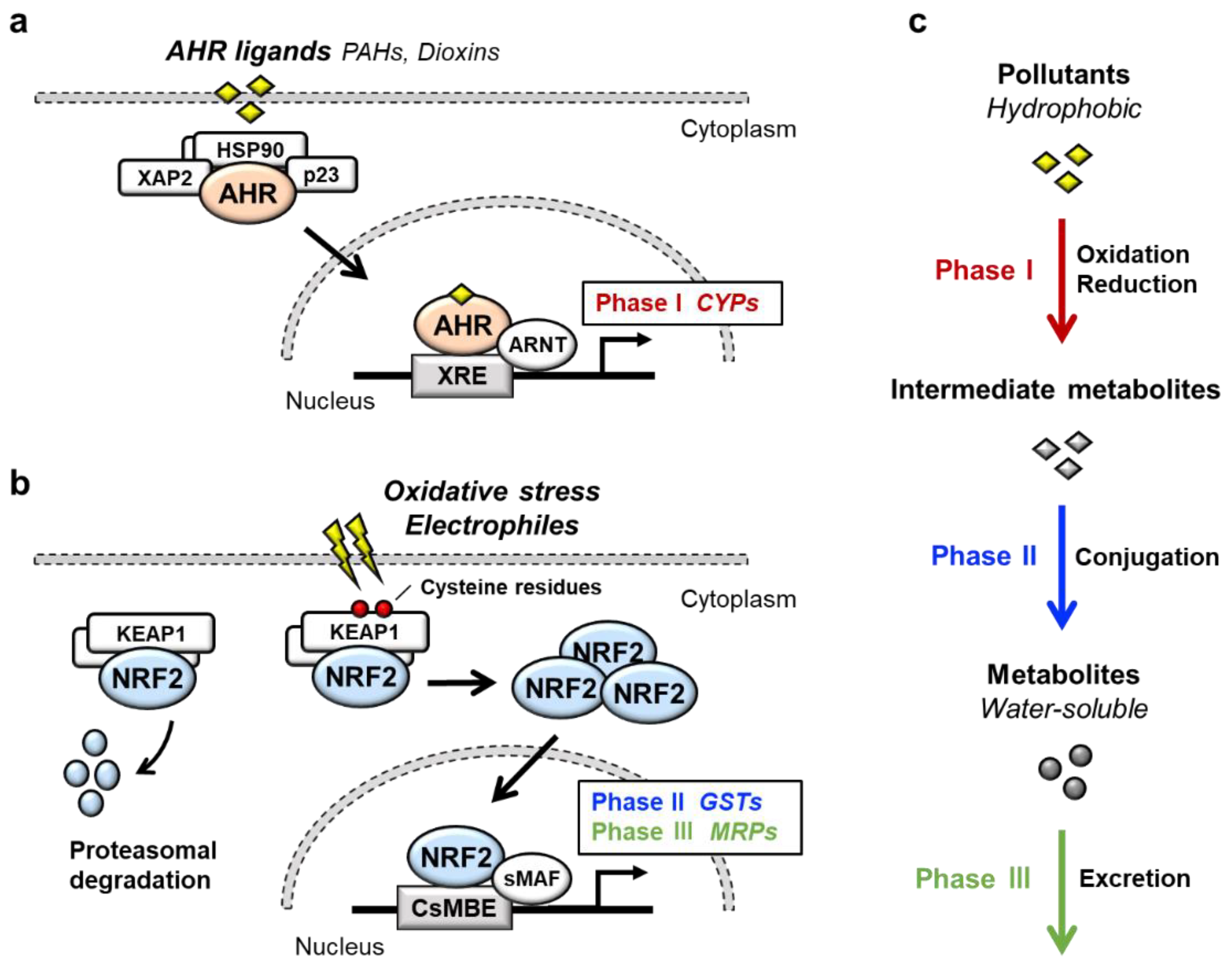 Antioxidants 11 00227 g001