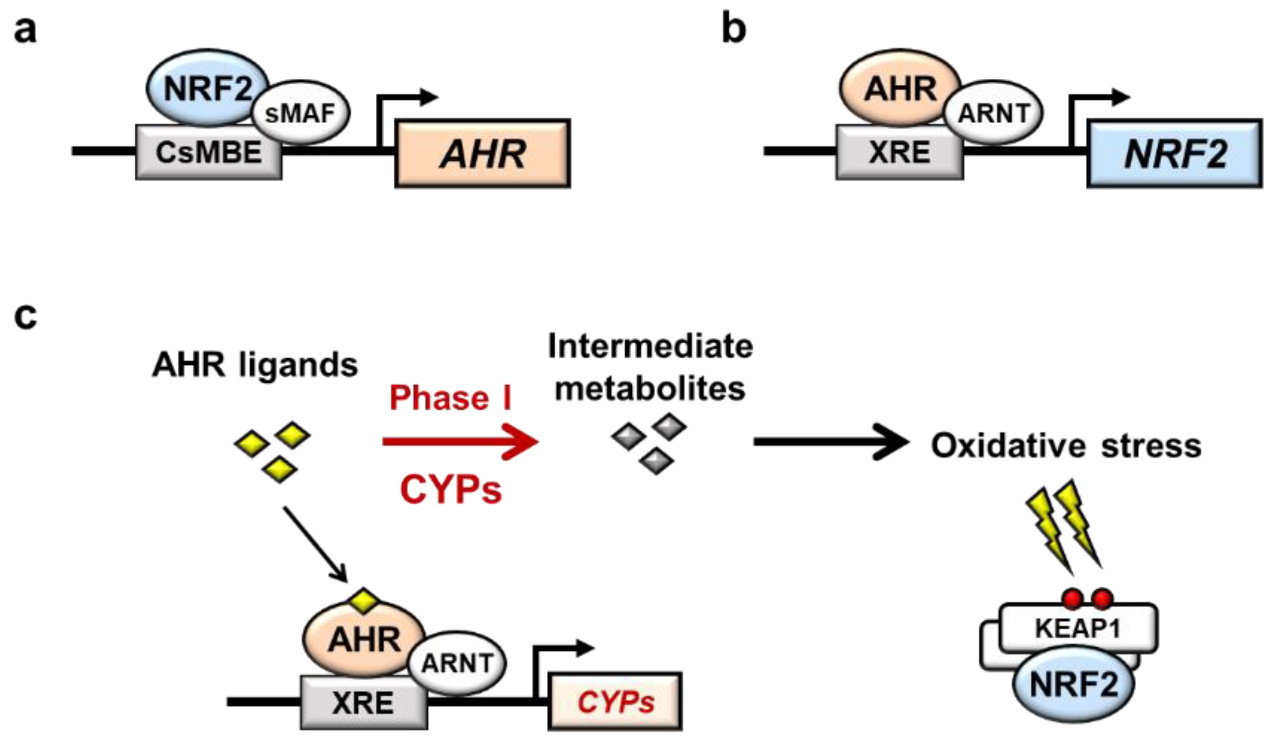 Antioxidants 11 00227 g002