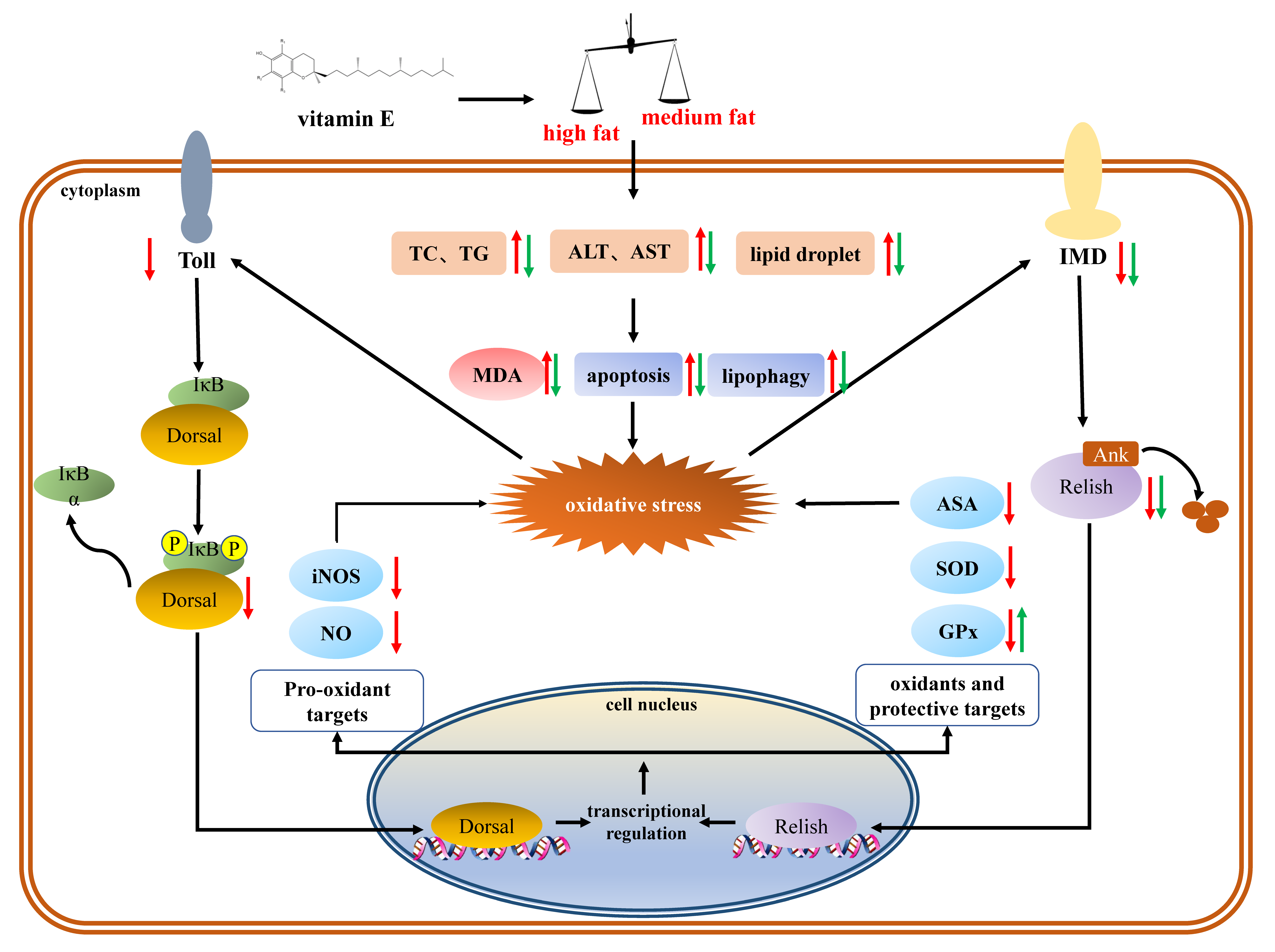 Antioxidants 11 00228 g011