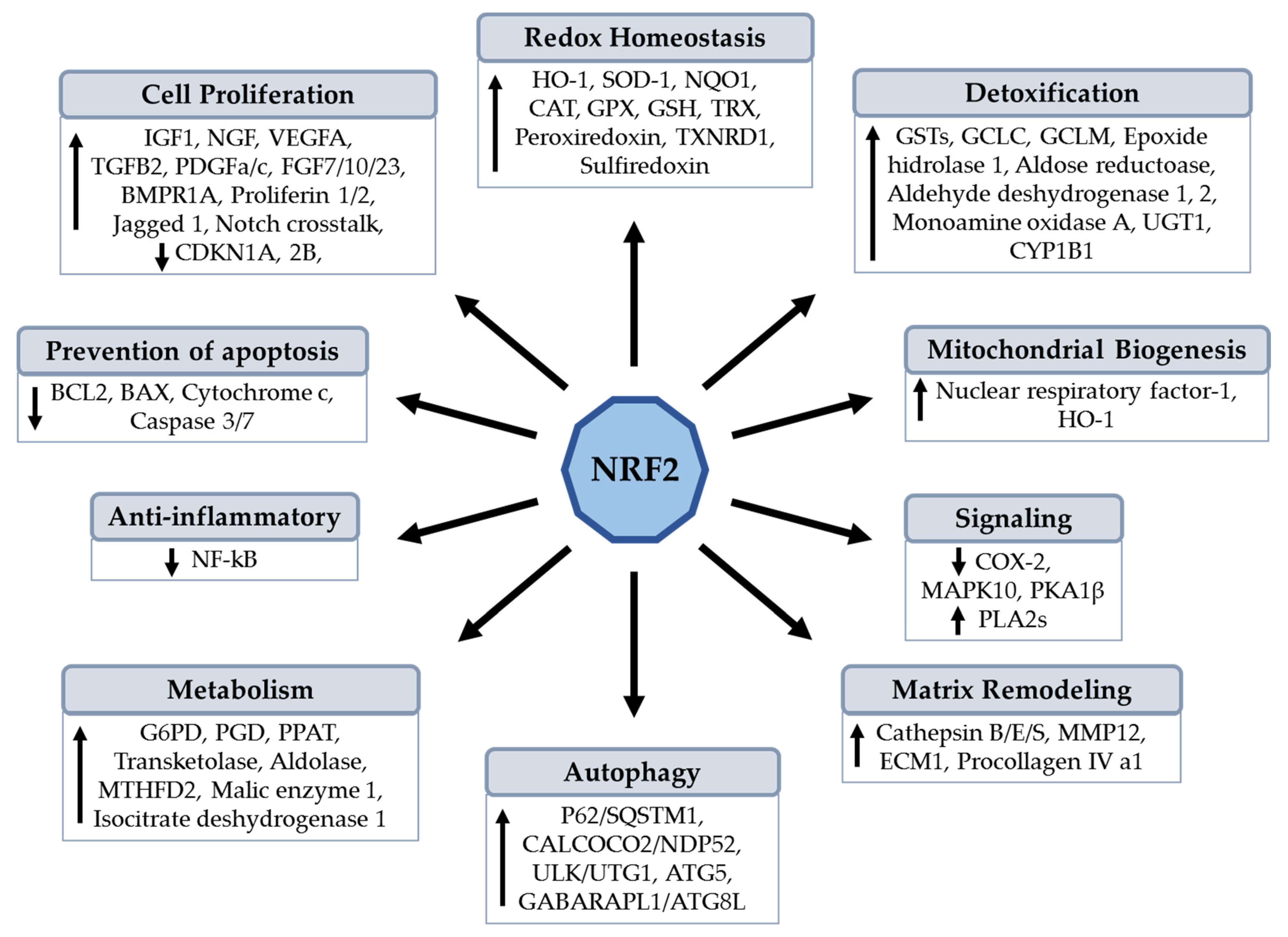 Antioxidants 11 00235 g001