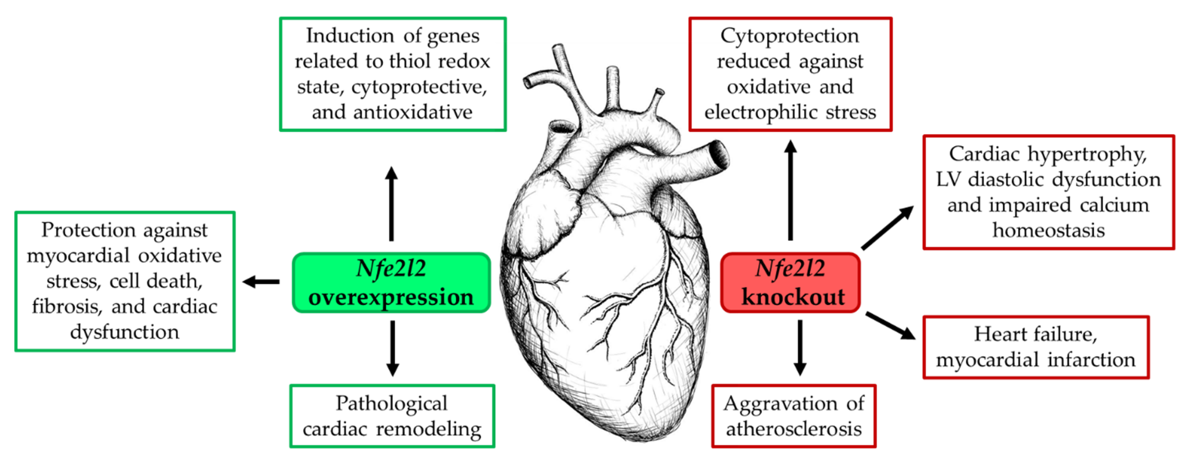 Antioxidants 11 00235 g002