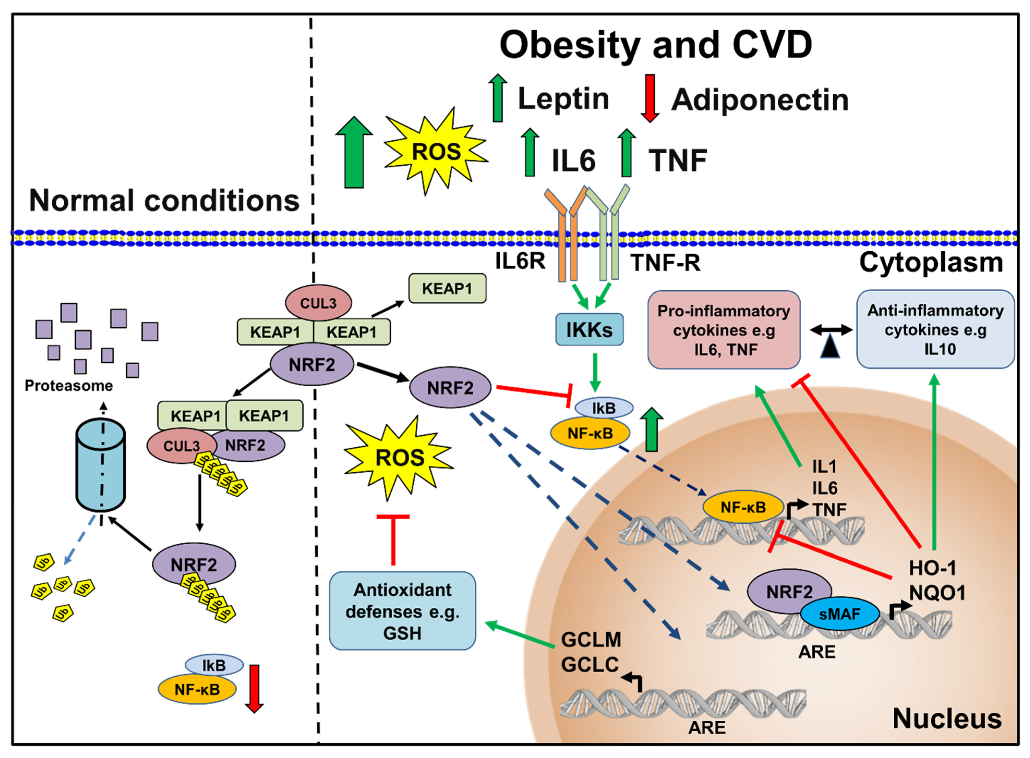 Antioxidants 11 00235 g003