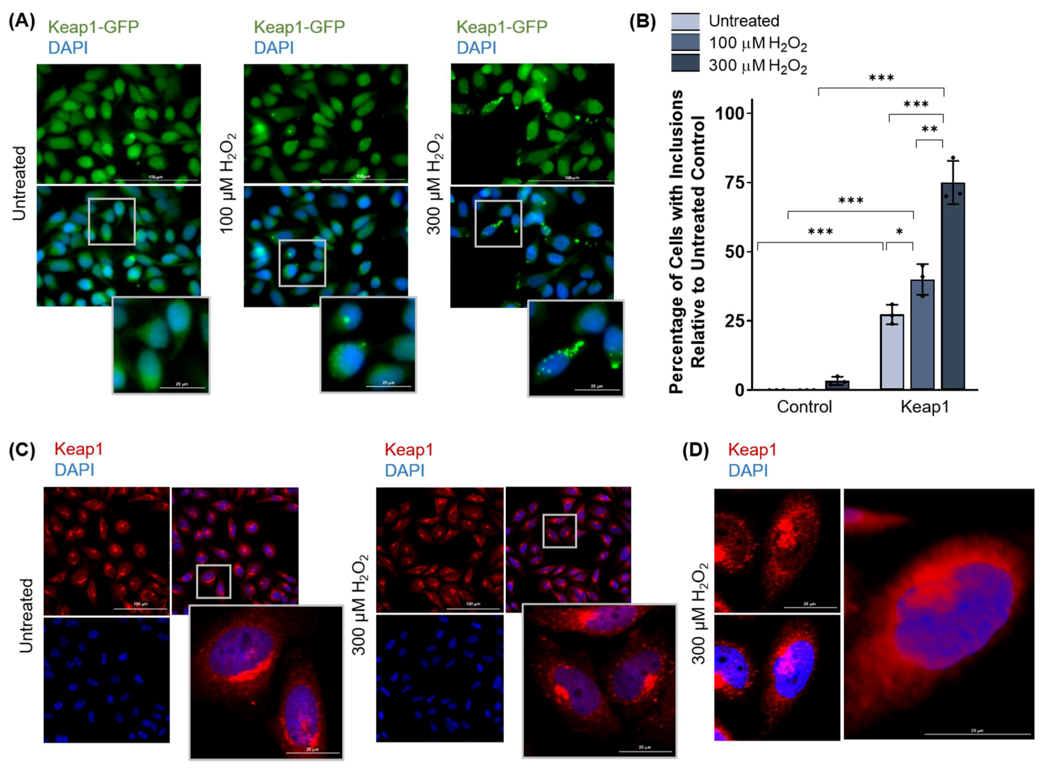 Antioxidants 11 00243 g005
