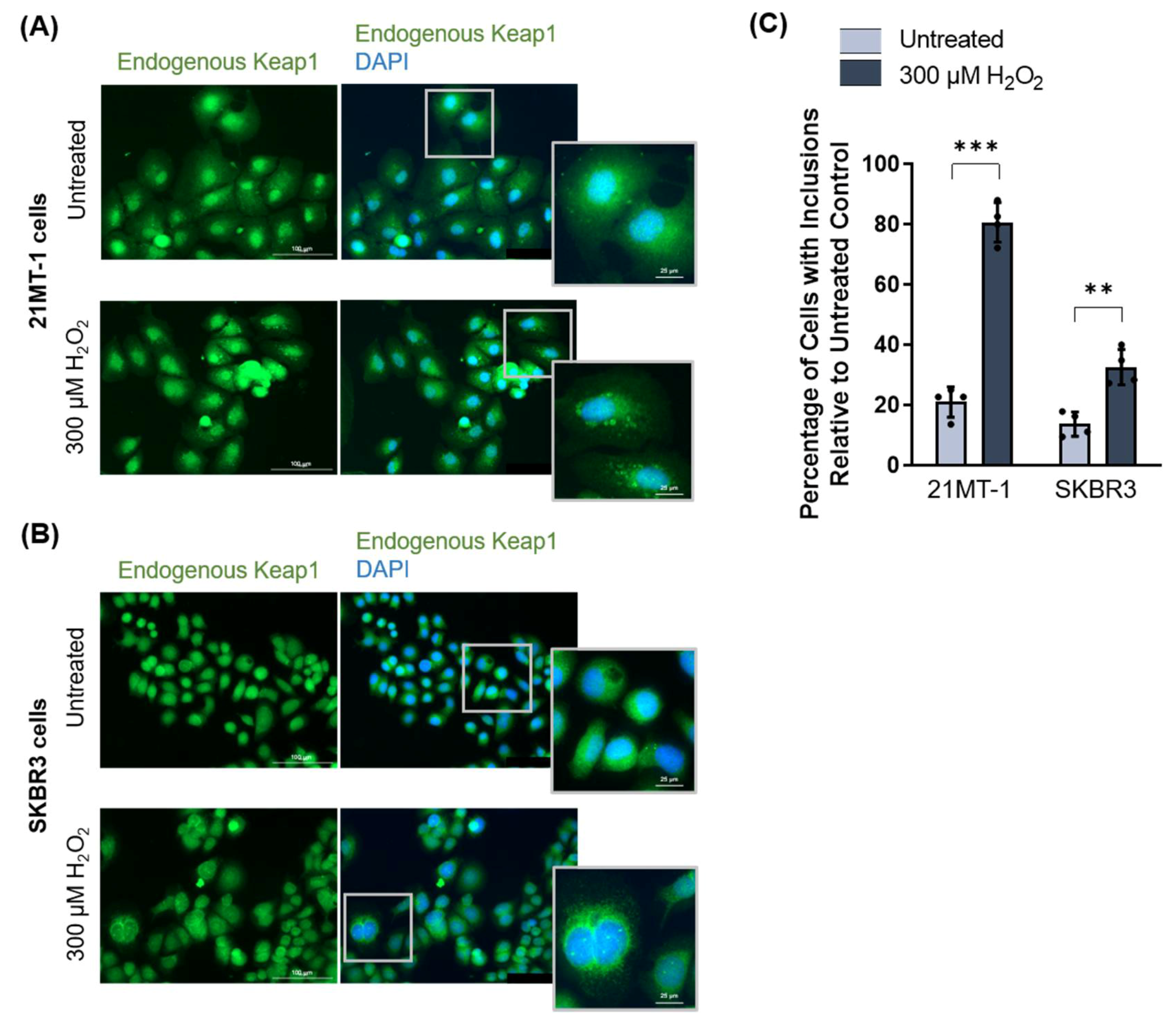 Antioxidants 11 00243 g007
