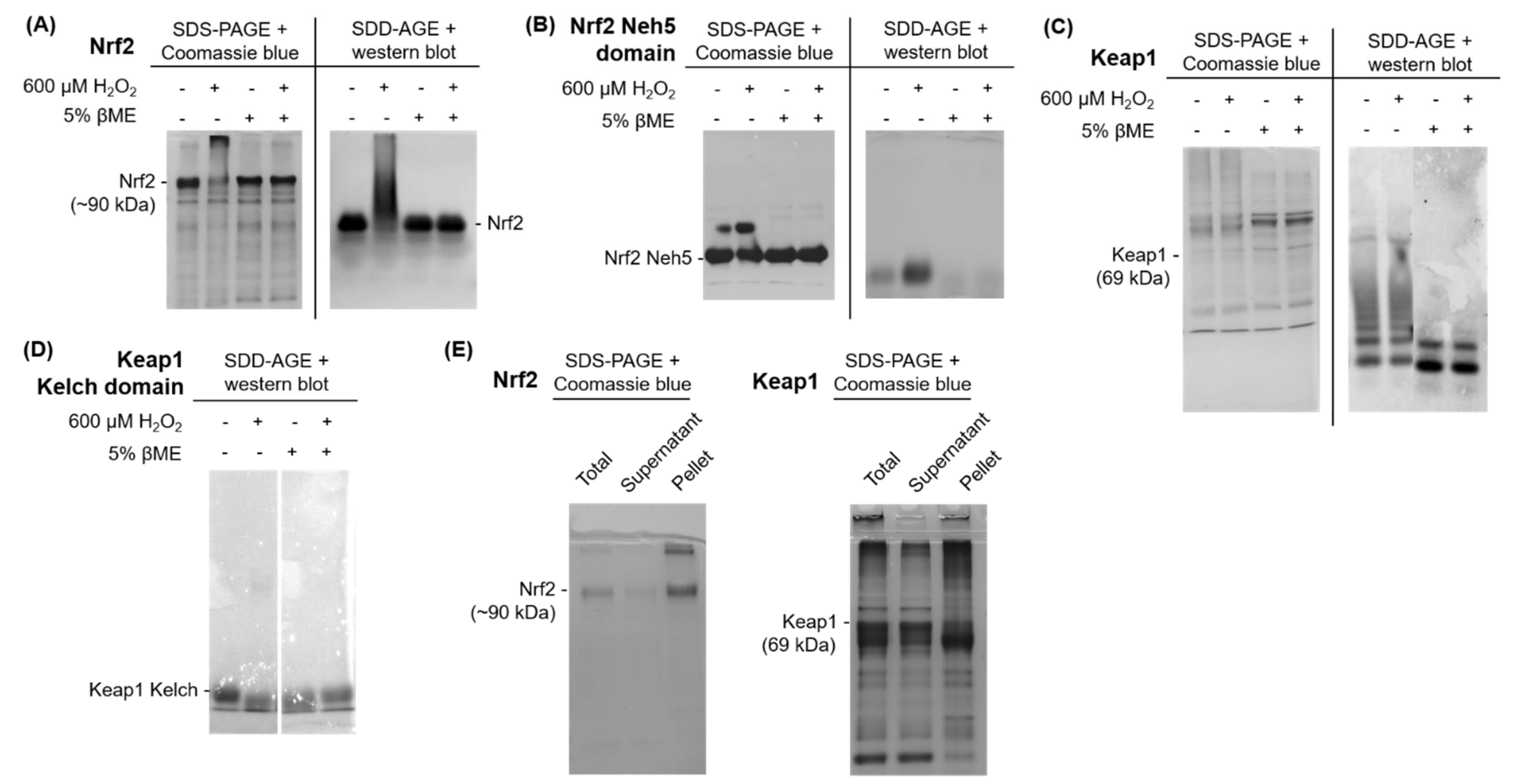 Antioxidants 11 00243 g008