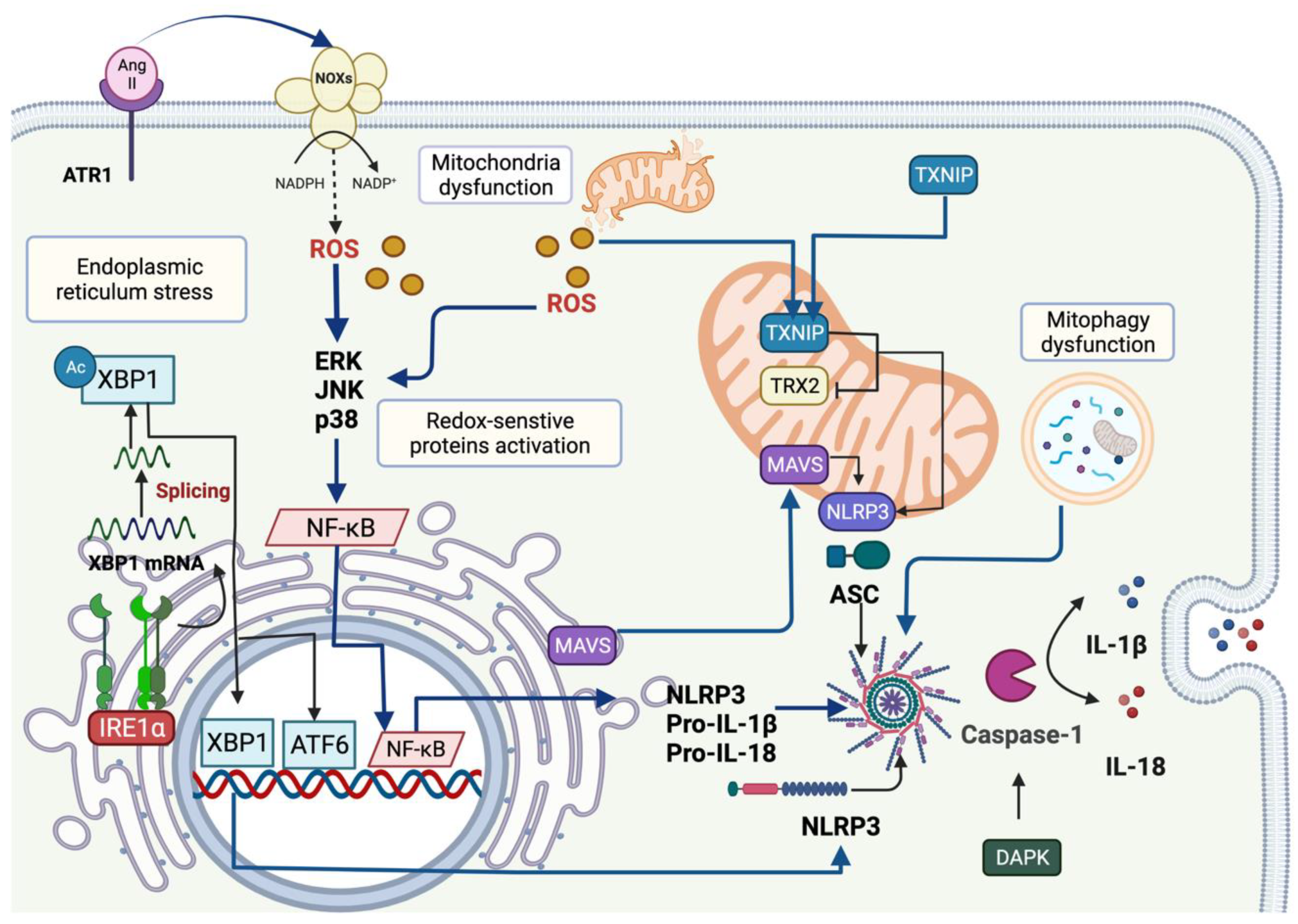 Antioxidants 11 00246 g001
