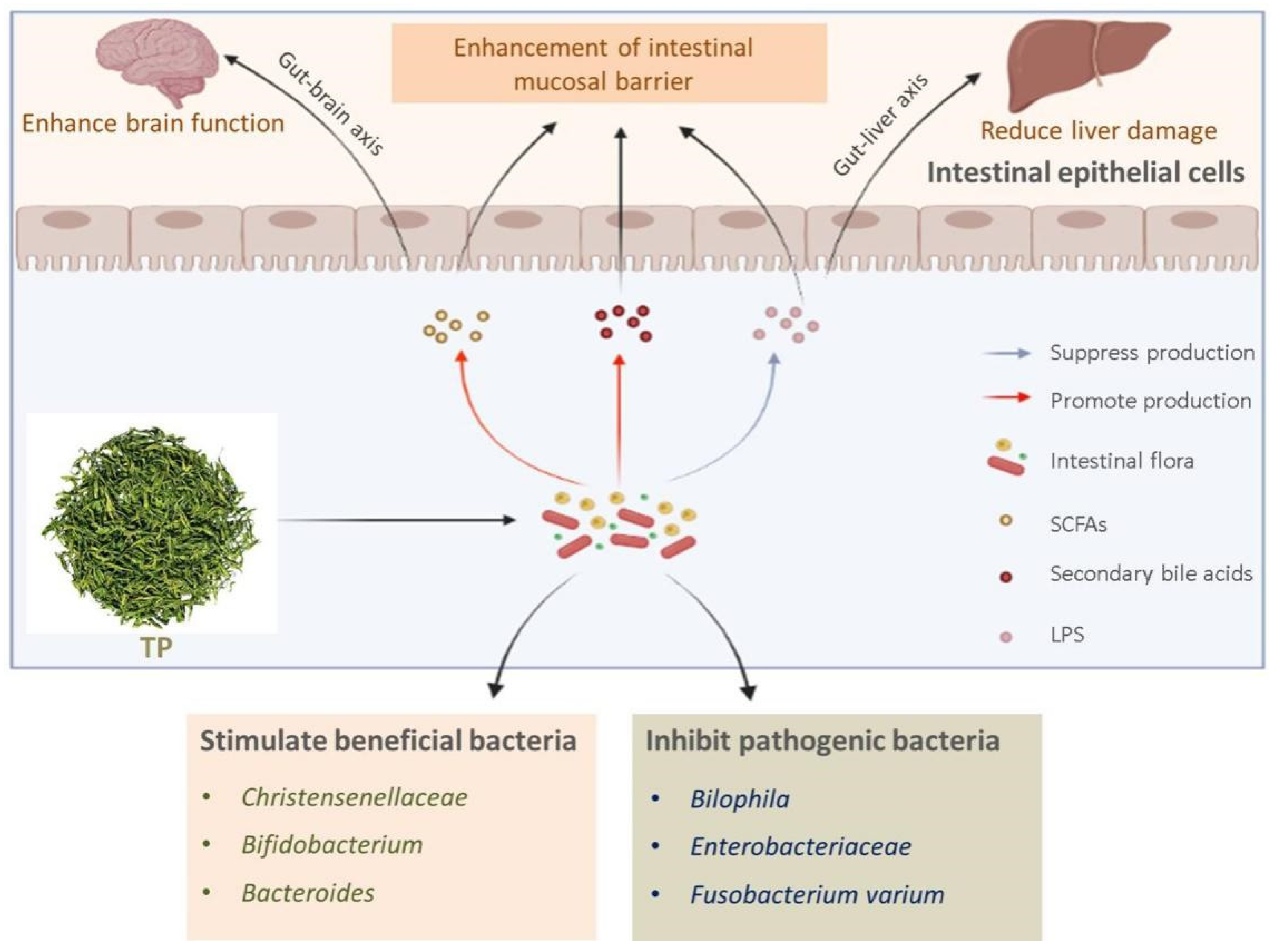 Antioxidants 11 00253 g001