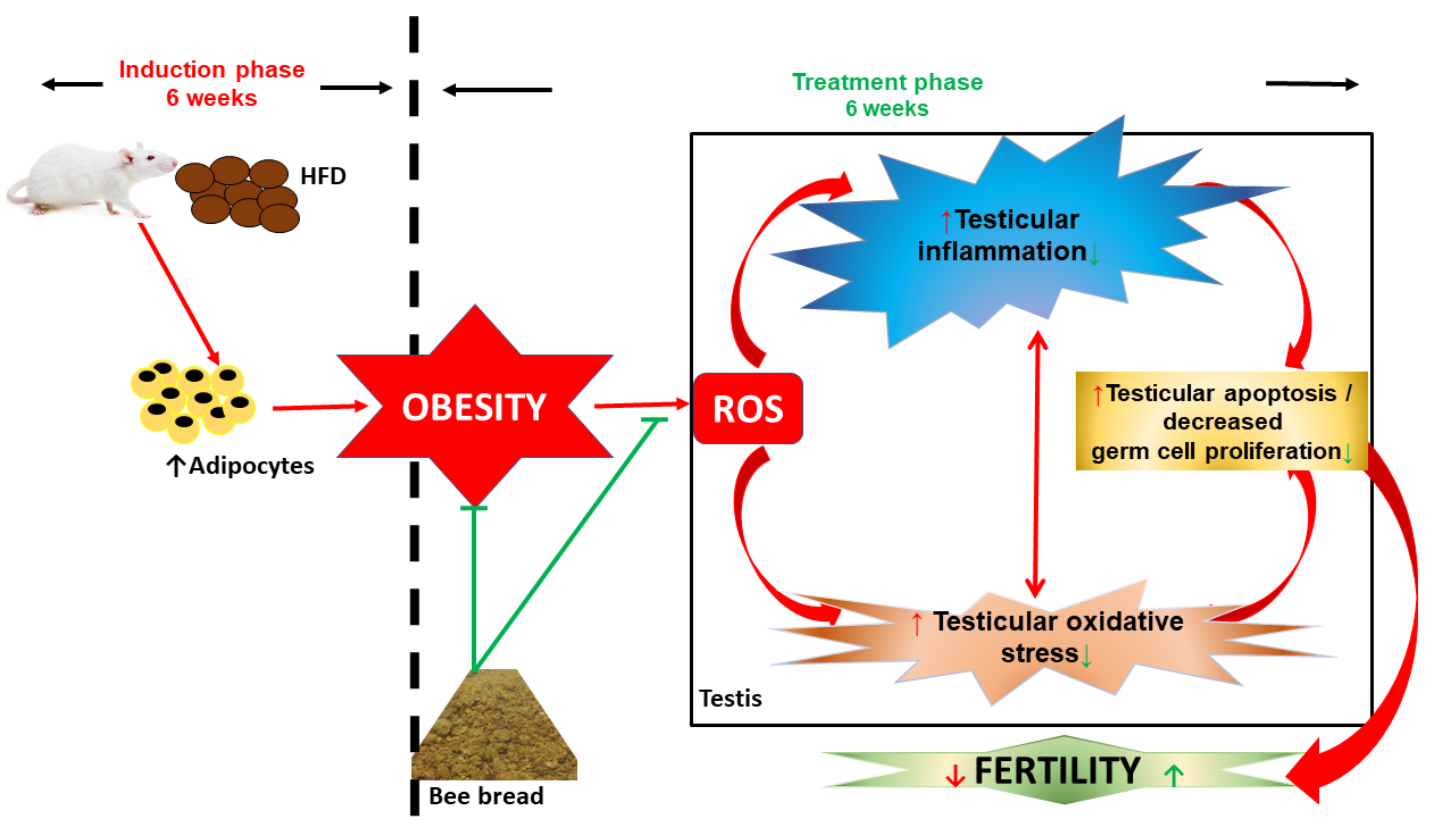 Antioxidants 11 00255 g007 Antioxidants 11 00255 g007