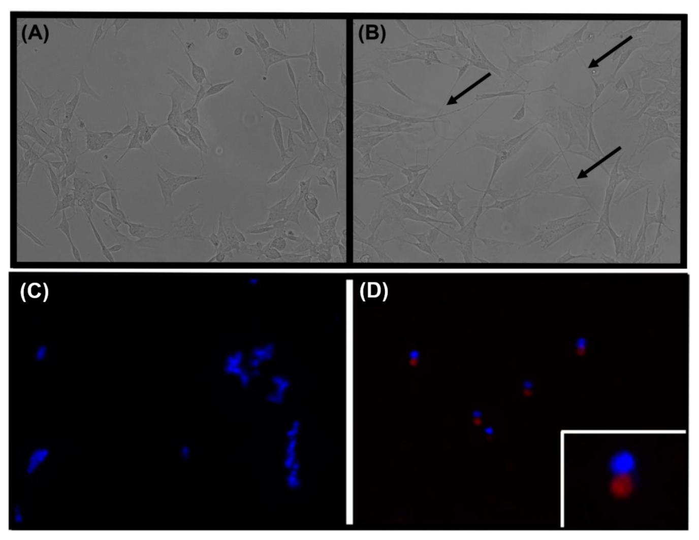 Antioxidants 11 00257 g001