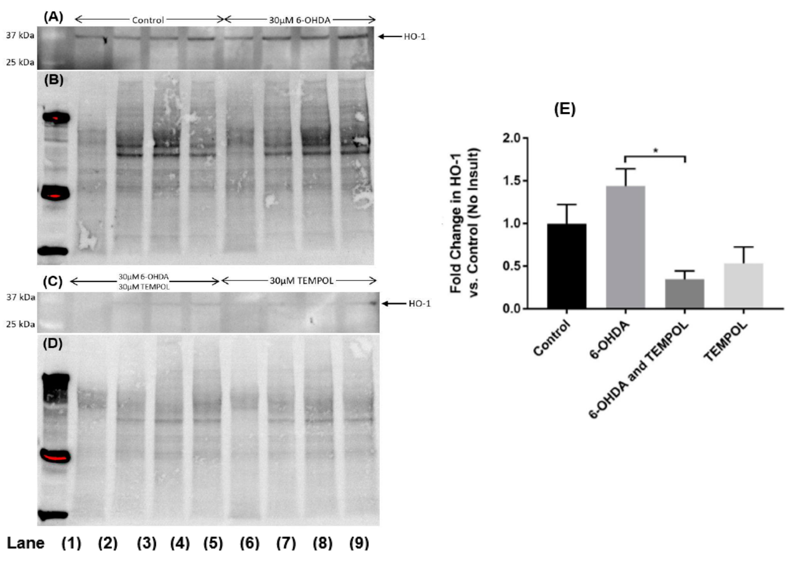 Antioxidants 11 00257 g006